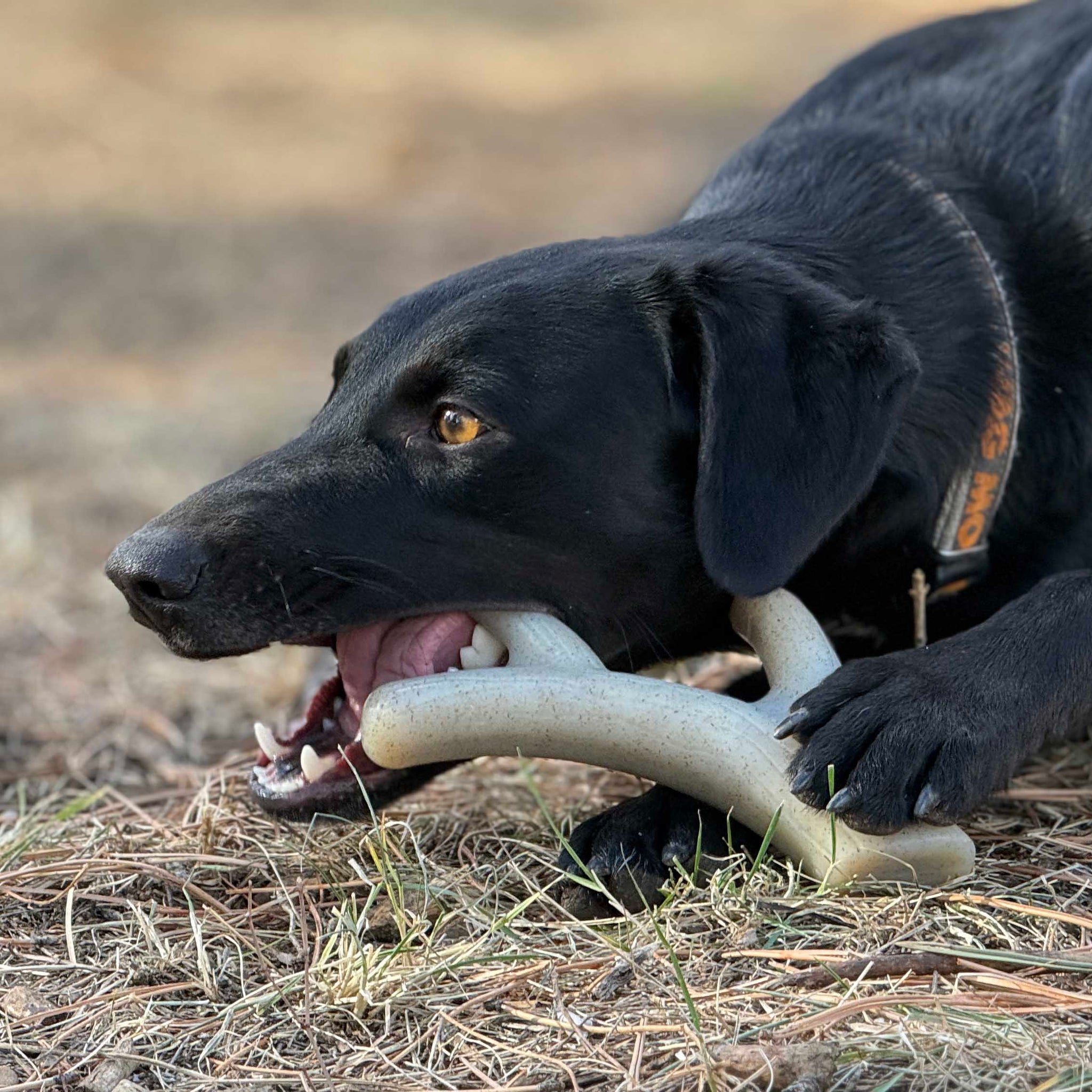 SodaPup Ever Antler Nylon Chew Bone | Elk Shaped Dog Toy Aggressive Chewers