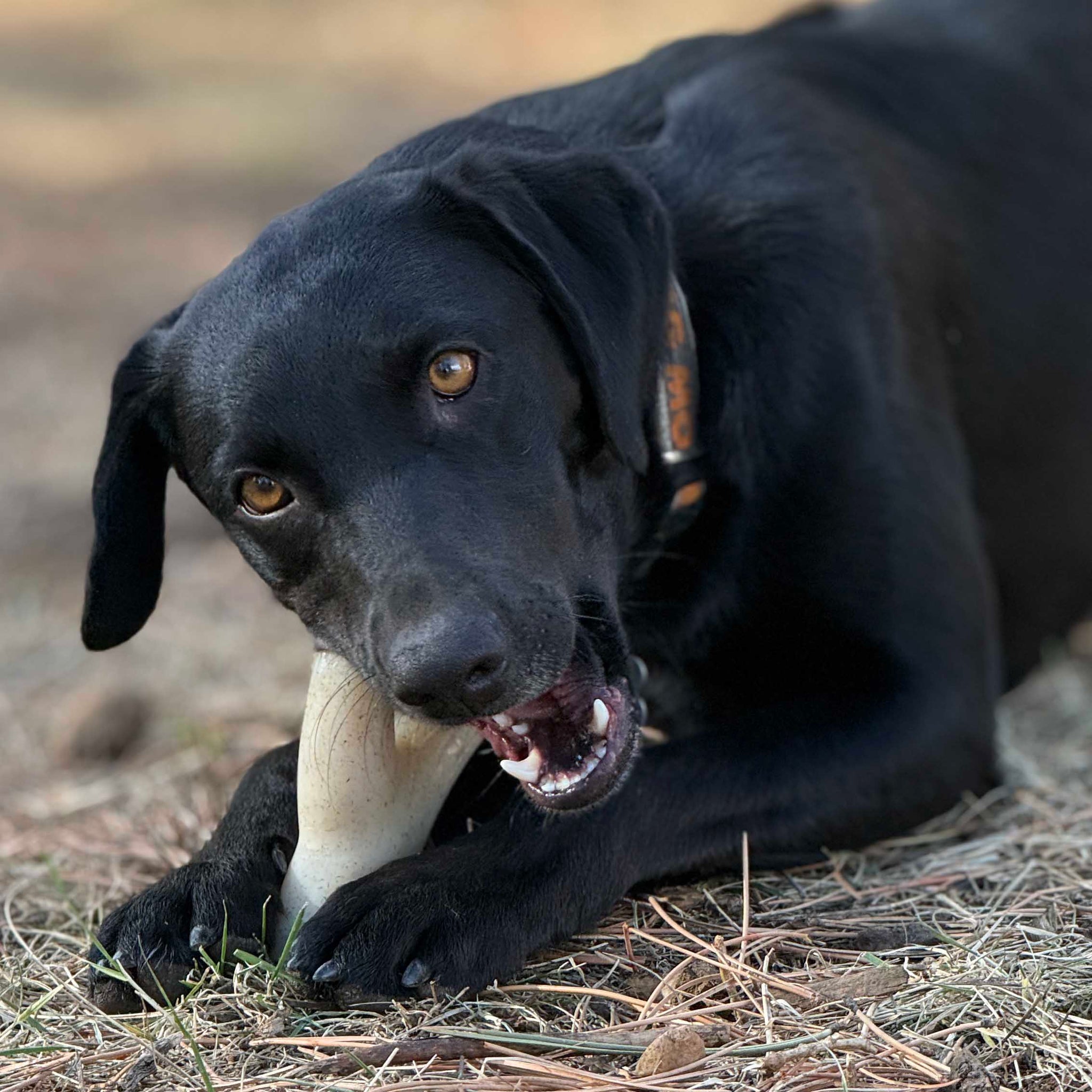 SodaPup Ever Antler Nylon Chew Bone | Elk Shaped Dog Toy Aggressive Chewers