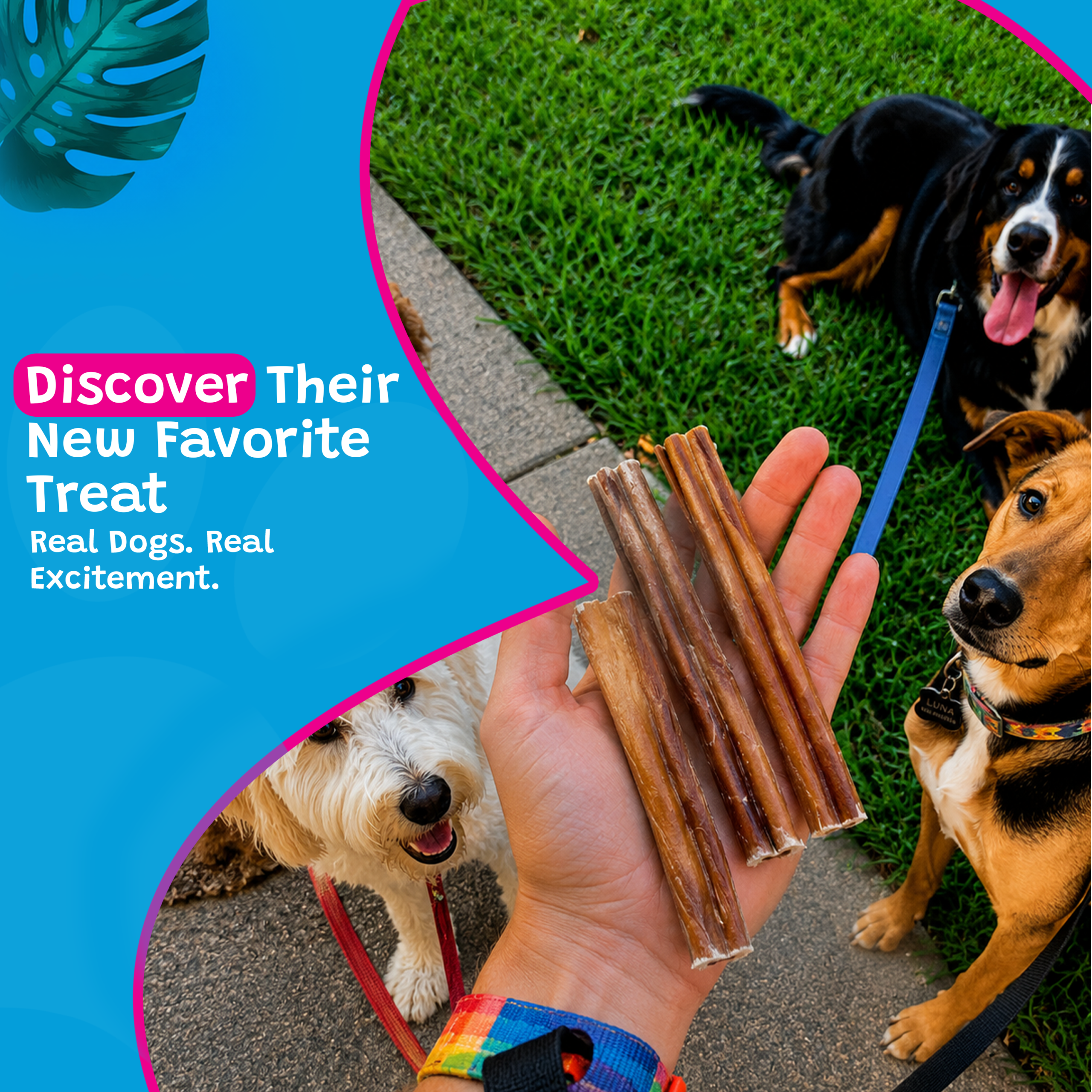 Woof Island Jumbo Beef Bully Stick, All Natural Single Ingredient Rawhide-Free Dog Chew for Aggressive Chewers 6 Inch - Image 5