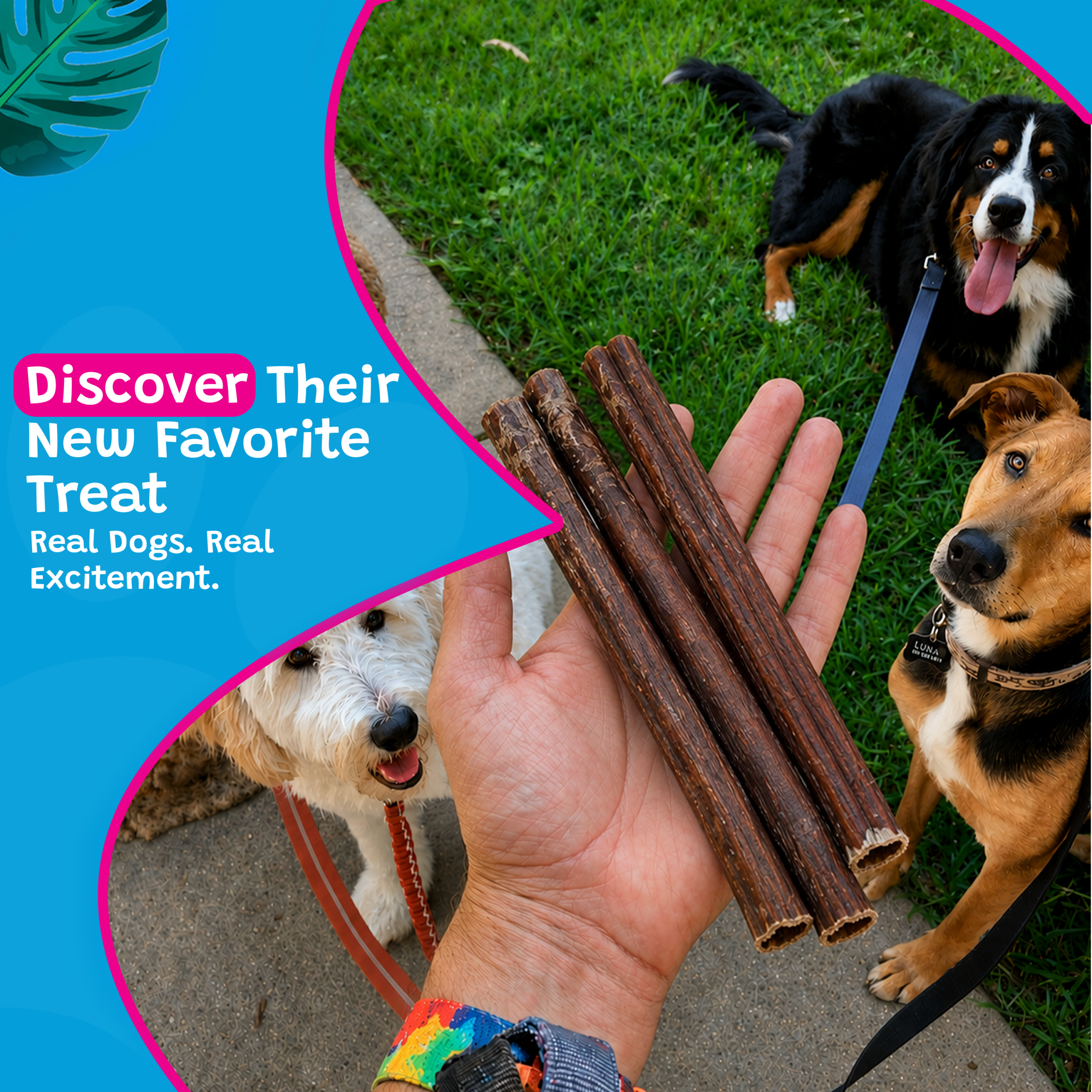 Woof Island Jumbo Beef Bully Stick, Thick Odor-Free All Natural Single Ingredient Dog Chew for Aggressive Chewers 12 Inch - Image 5