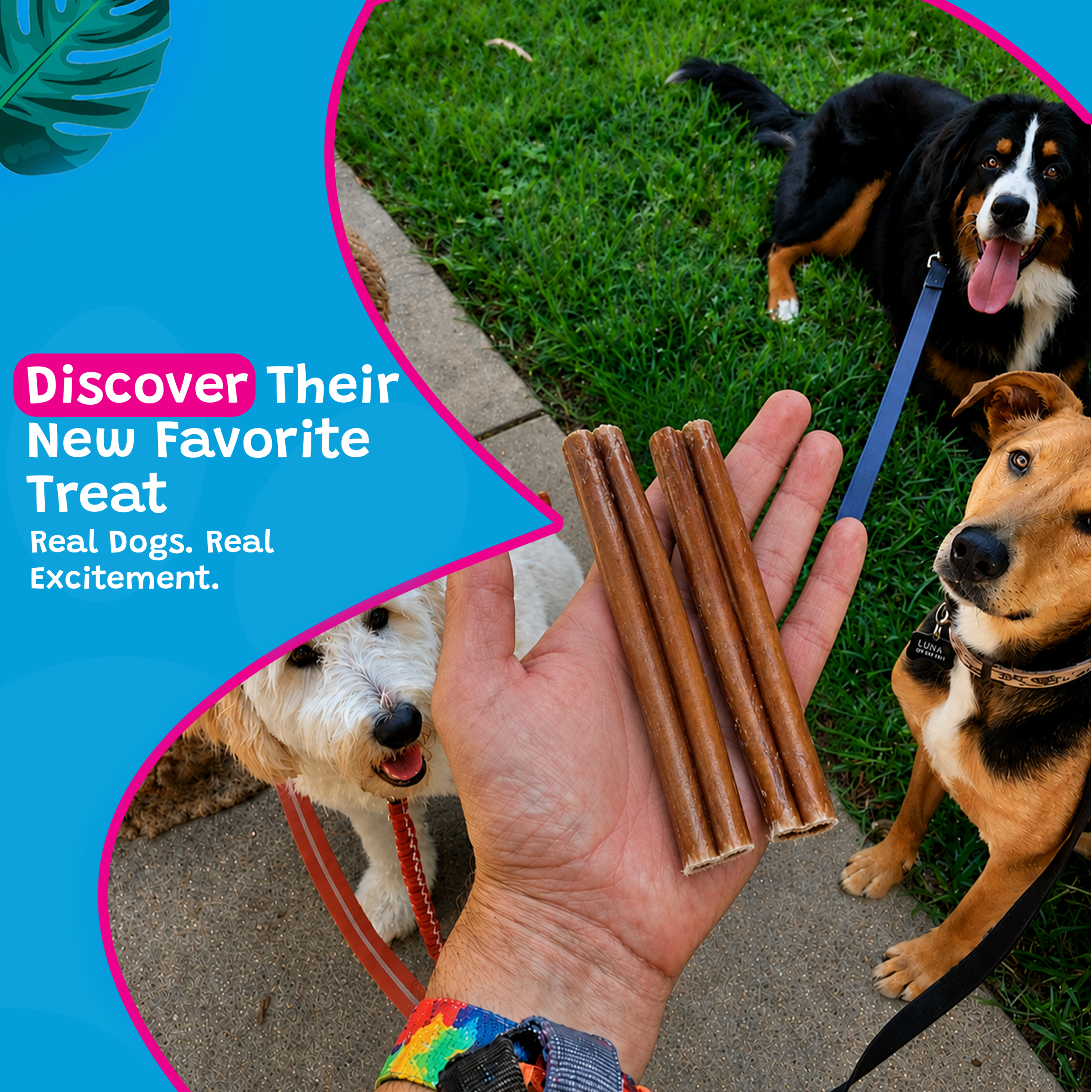 Woof Island Standard Beef Bully Stick, All Natural Single Ingredient Rawhide-Free Dog Chew for Aggressive Chewers 6 Inch - Image 5