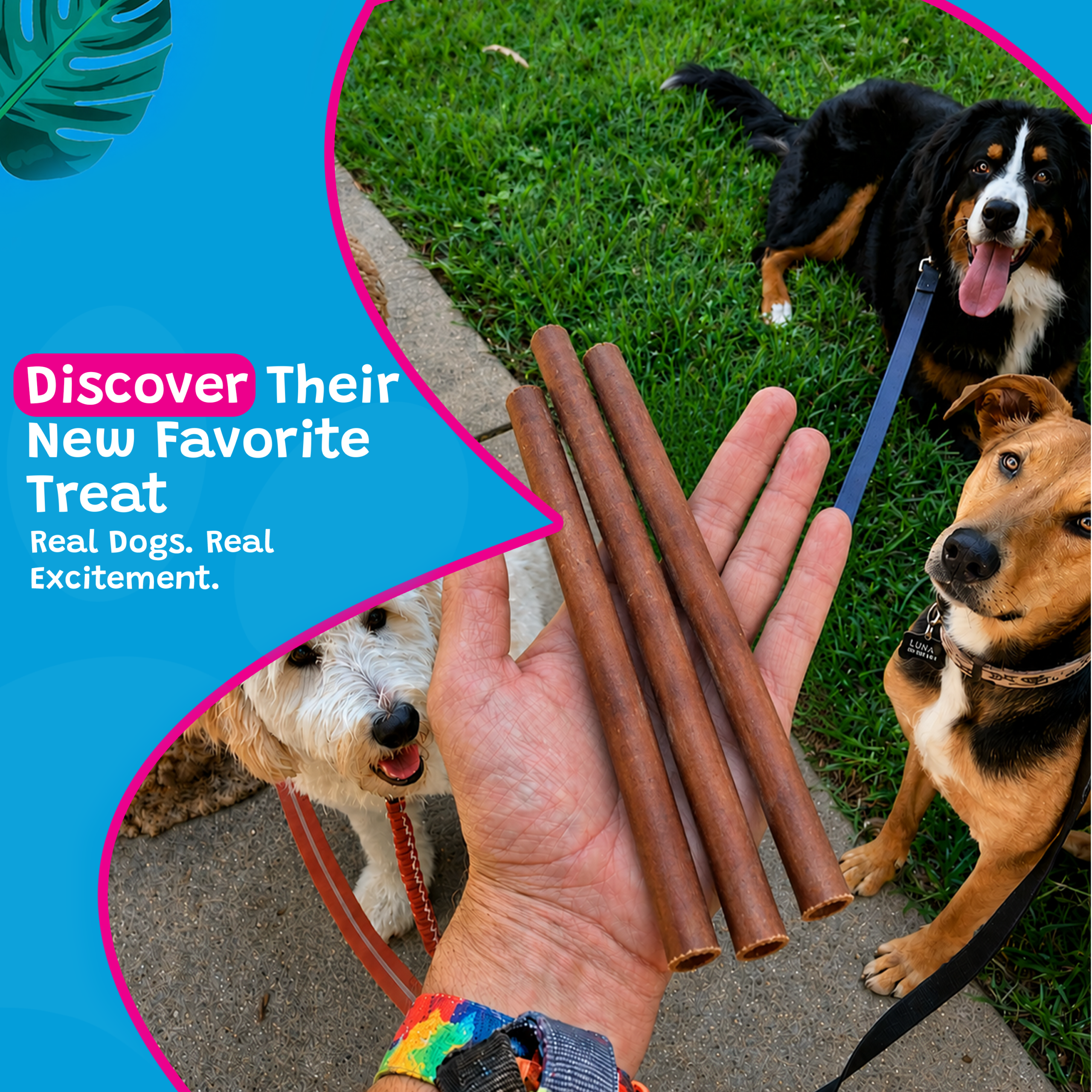 Woof Island Standard Beef Bully Stick, All Natural Single Ingredient Rawhide-Free Dog Chew for Aggressive Chewers 12 Inch - Image 5