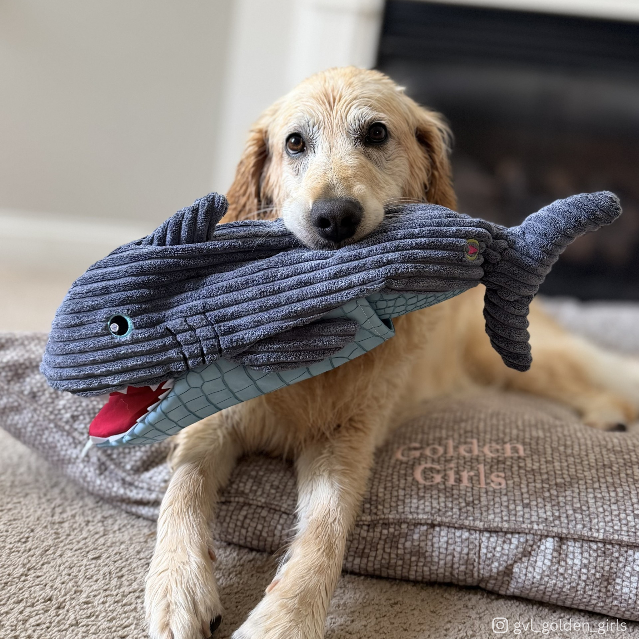 HuggleSnuffles™ Chomp & Chase — Finn Shark Puppet + Ruff-Tex® Beach Ball - Image 11