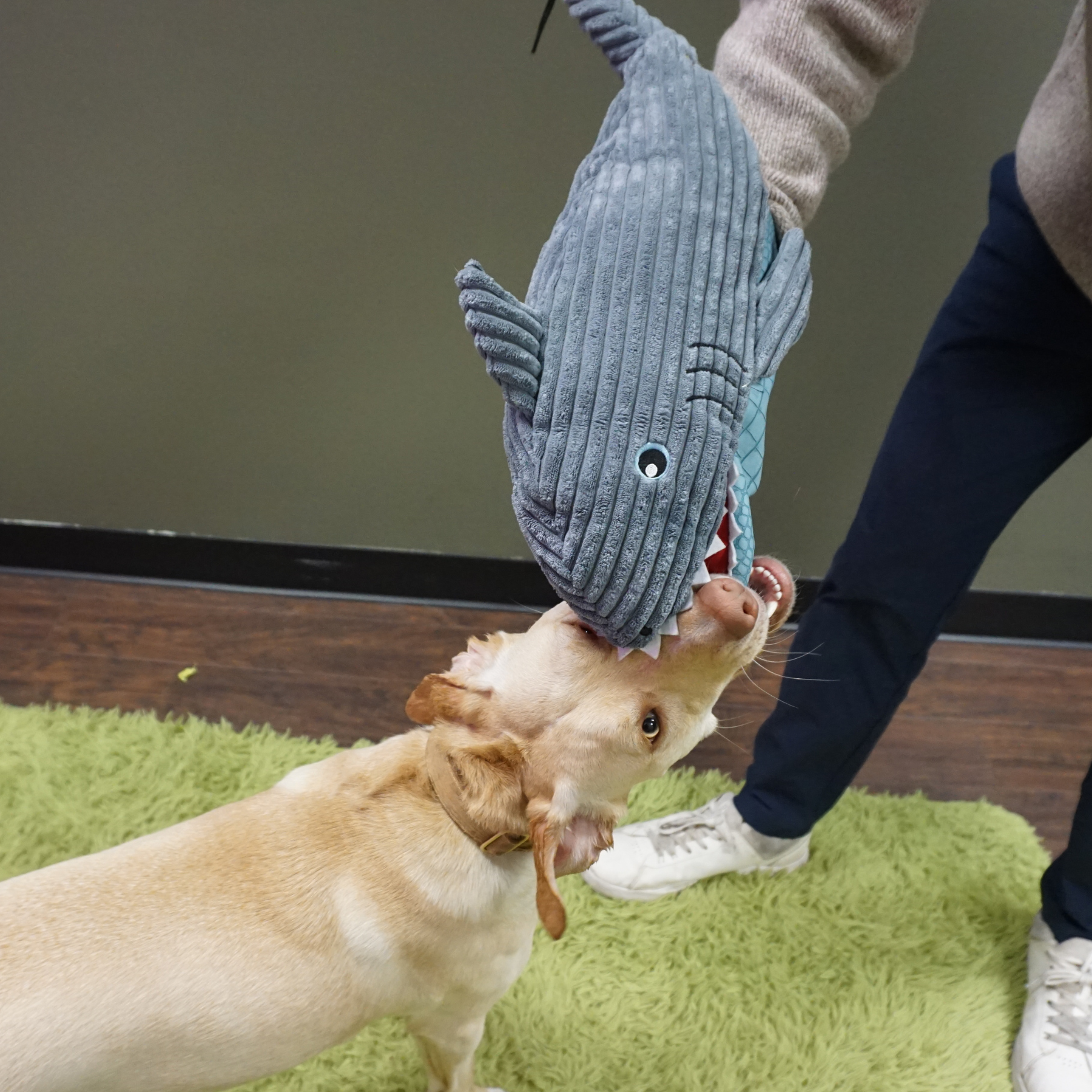 HuggleSnuffles™ Chomp & Chase — Finn Shark Puppet + Ruff-Tex® Beach Ball - Image 10