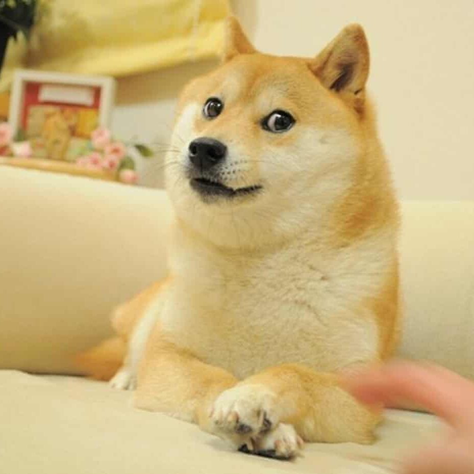 PawMaster