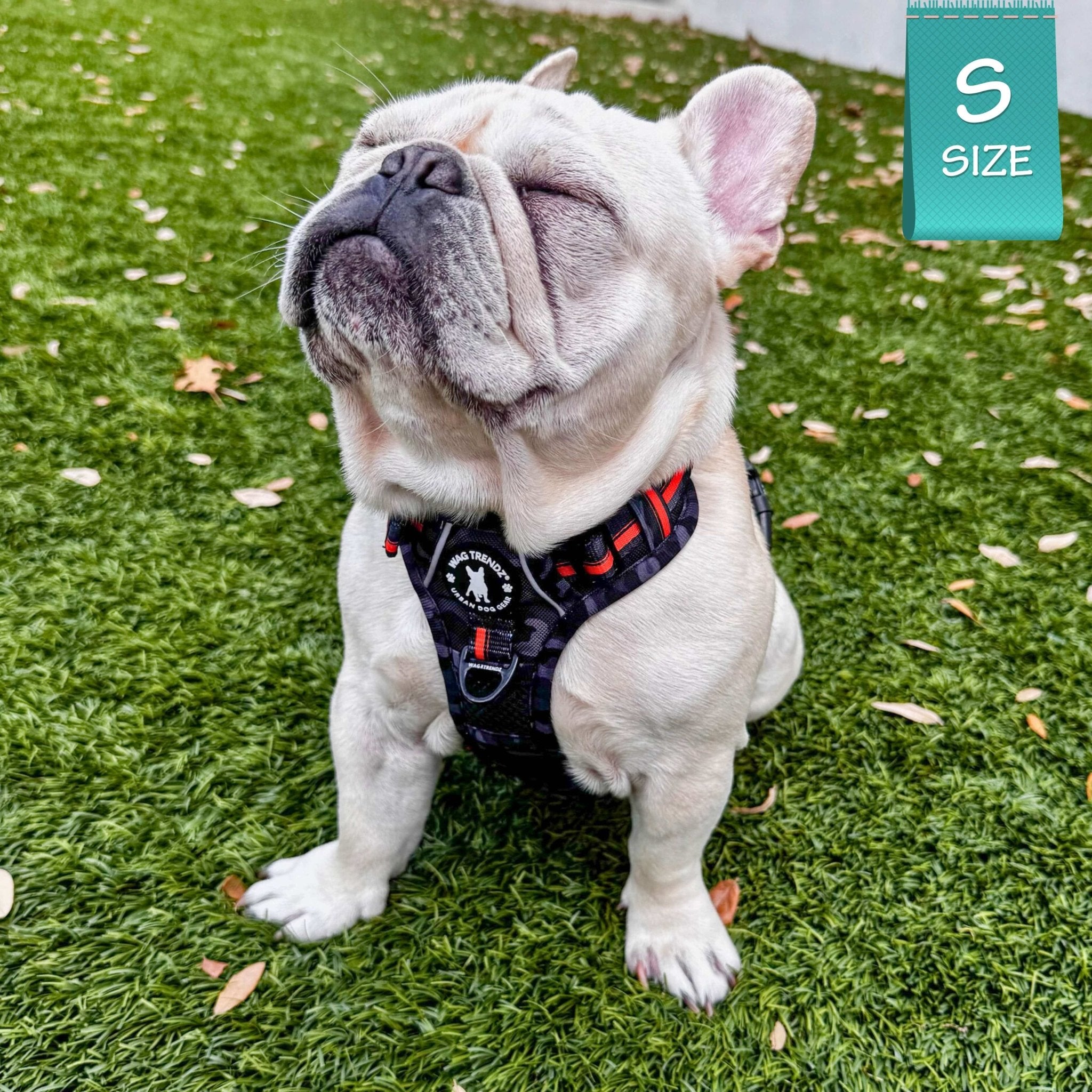 French Bulldog wearing a no pull dog harness in camo with orange accents sitting on the grass with a small size label in the corner