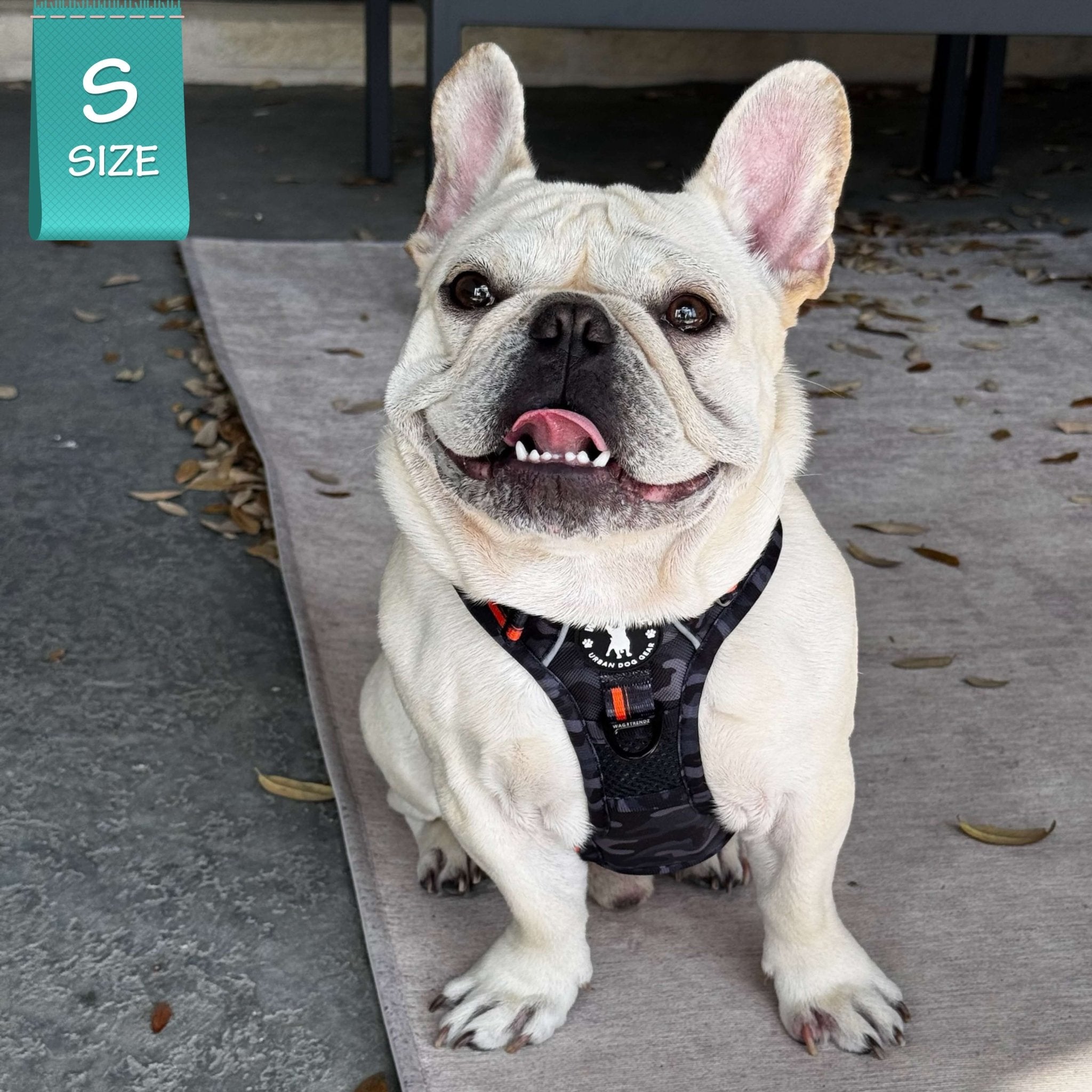 Frenchie Bulldog wearing a black and gray camo no pull dog harness on a gray rug with a 'S Size' label in the corner