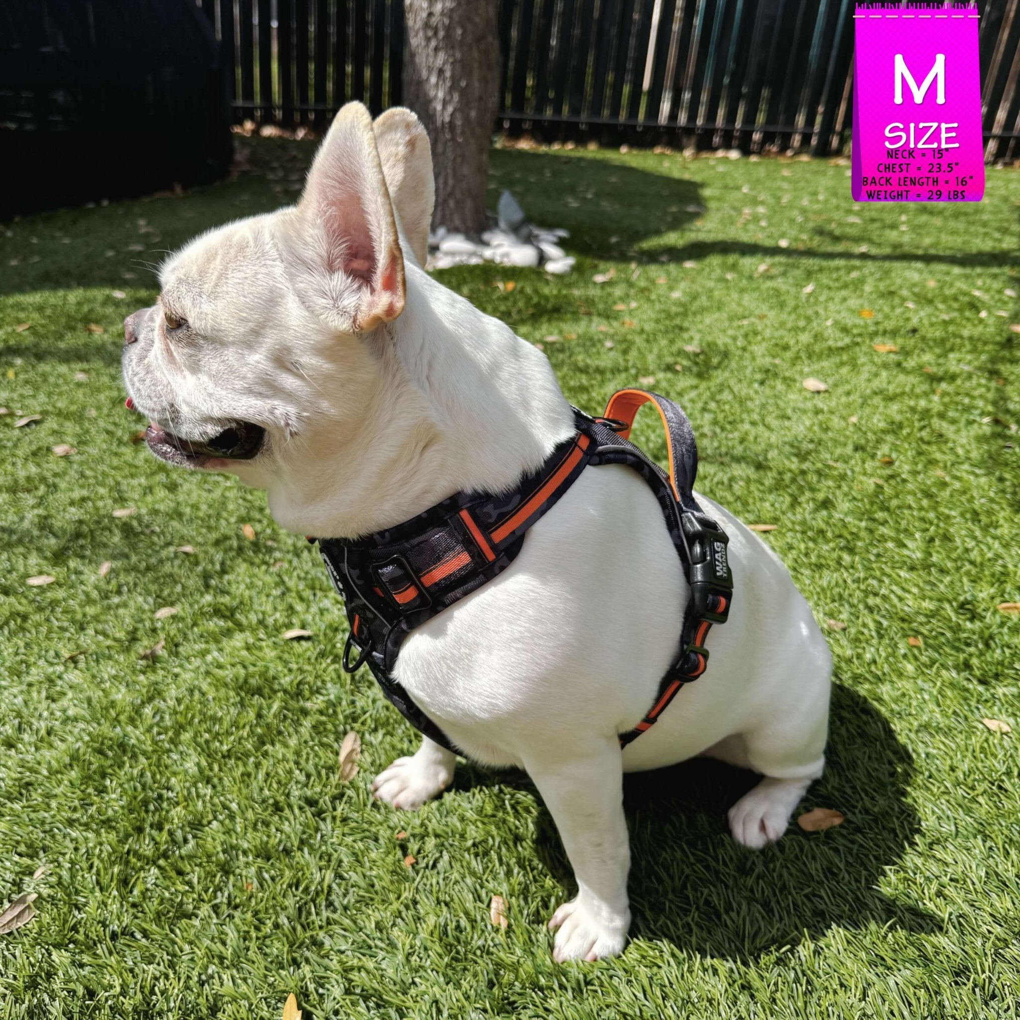 White Frenchie Bulldog wearing a camo no pull dog harness in black and gray camo with orange accents on a grassy area with M size sticker