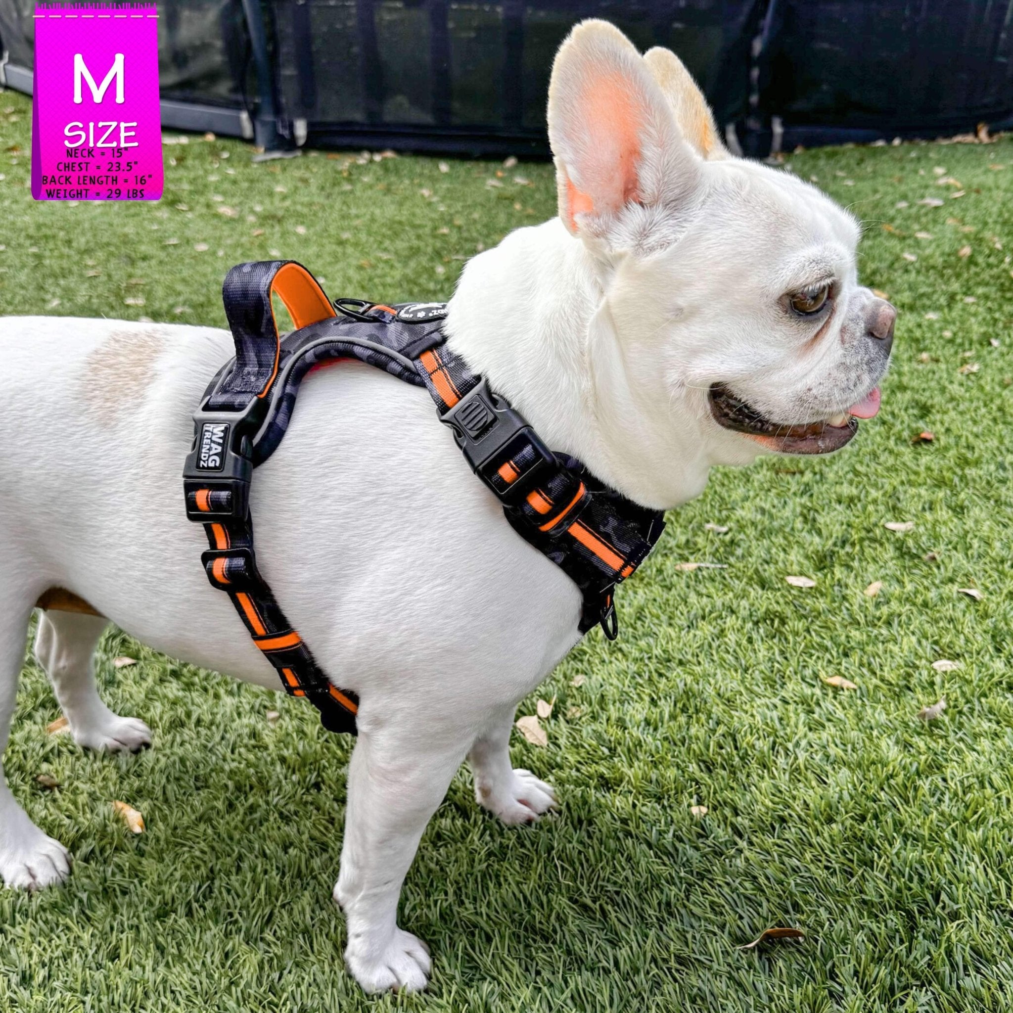 Frenchie Bulldog wearing a black and gray camo no pull dog harness on grass, with a 'M Size' label in the corner.