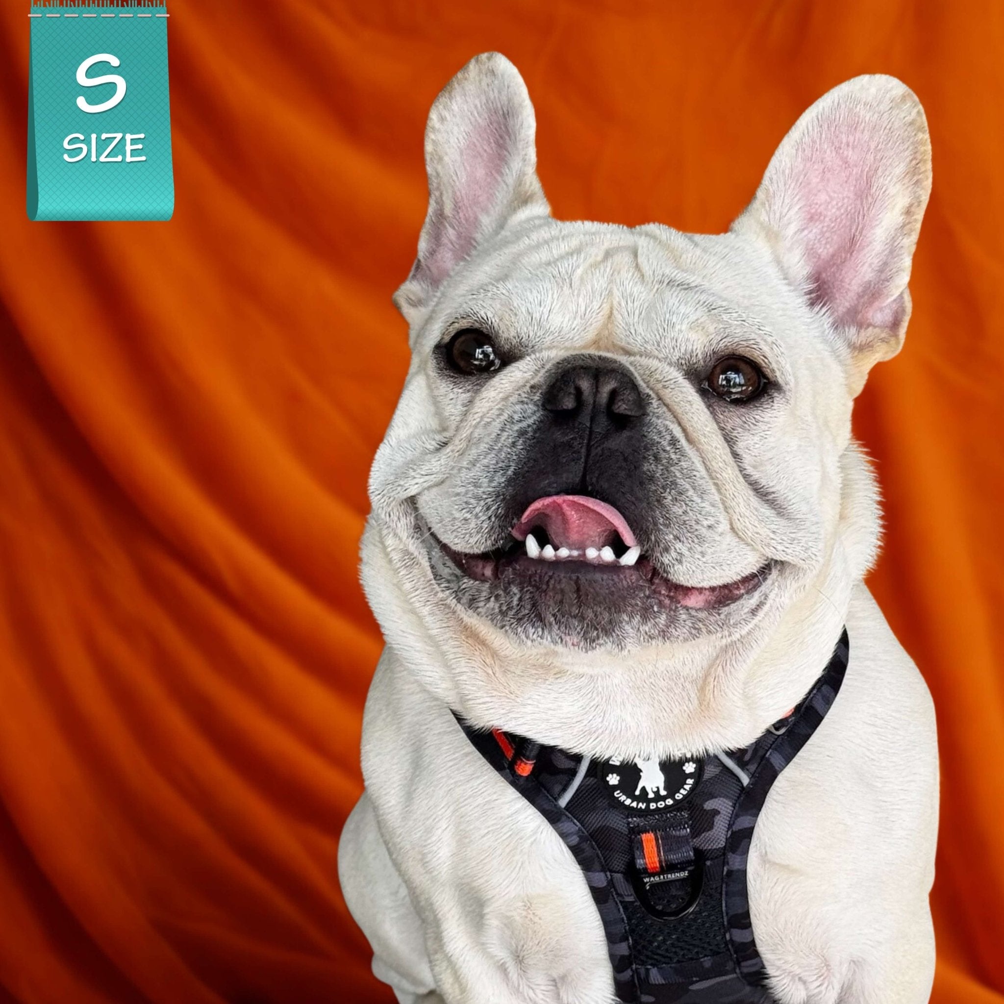 Frenchie Bulldog wearing a camo no pull dog harness on an orange background with a small size tag
