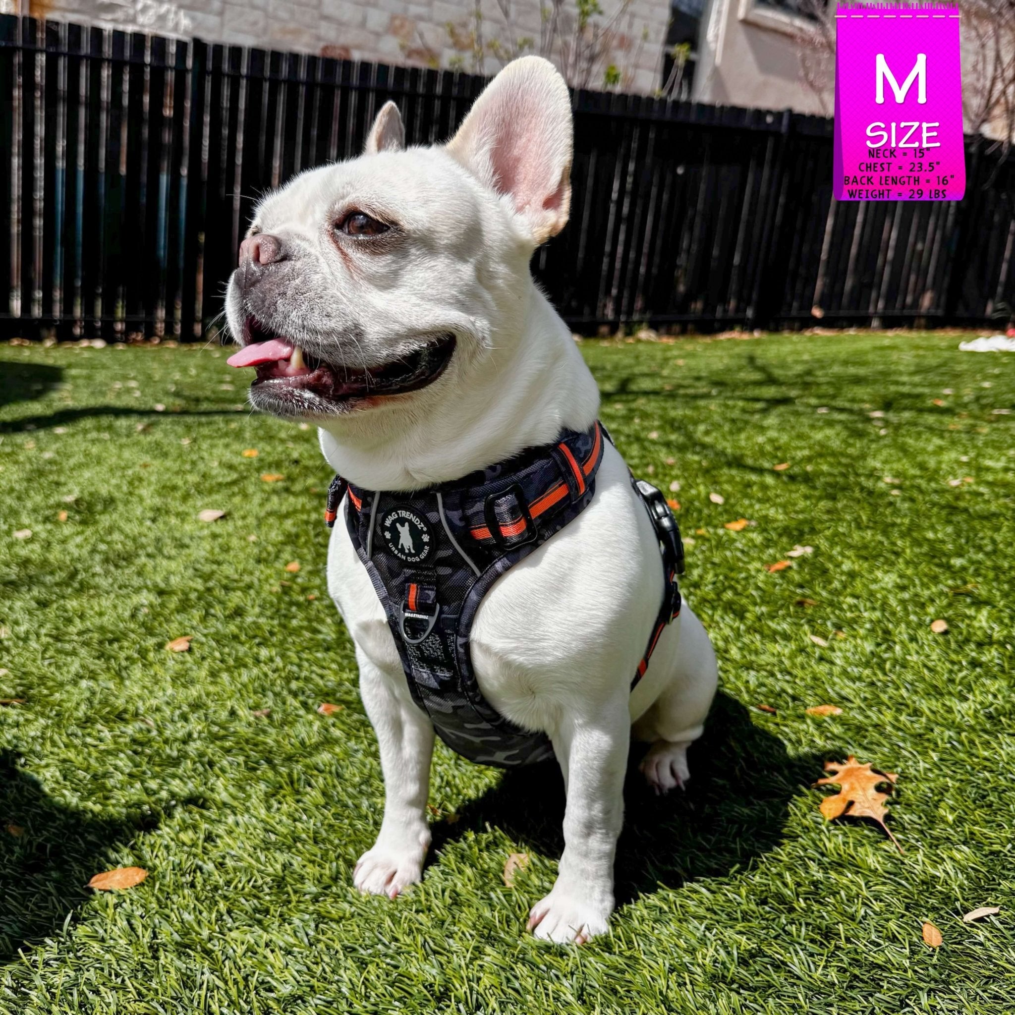 Frenchie Bulldog wearing a no pull dog harness in camo with orange accents on grass with a pink size label in the corner.