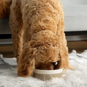 Dipper Ceramic Dog Bowl - Waggo