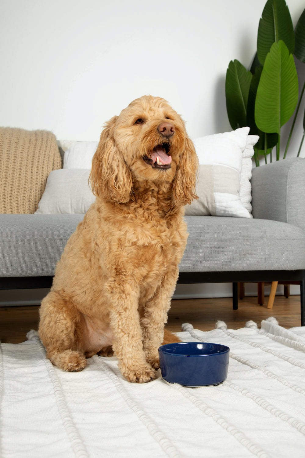 Simple Solid Bowl - Waggo