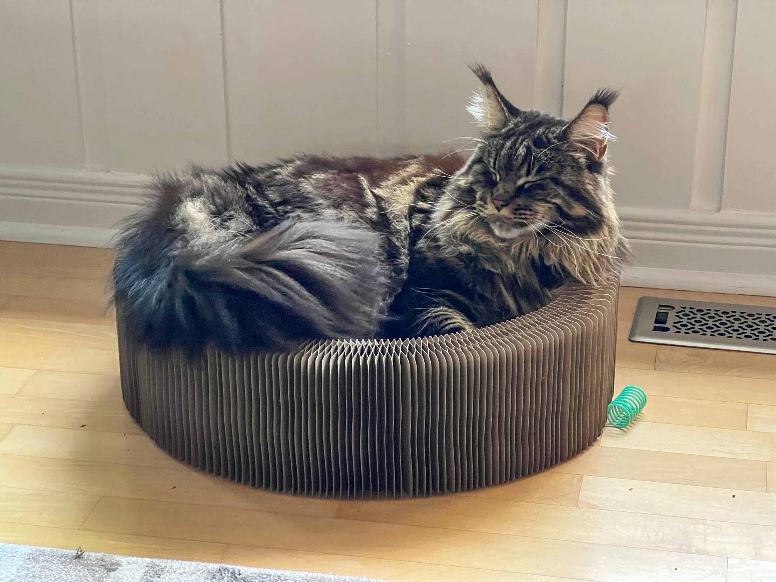 "The Accordion" Travel Cardboard Bed & Scratcher - Image 8