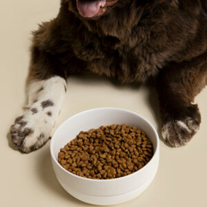 Cling Silicone Bottom Bowl - Waggo 