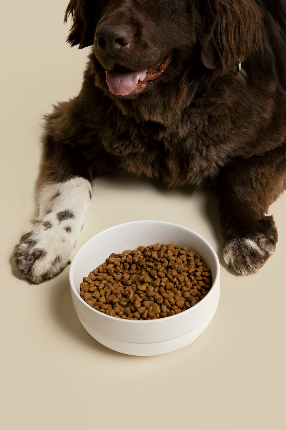 Cling Silicone Bottom Bowl - Waggo