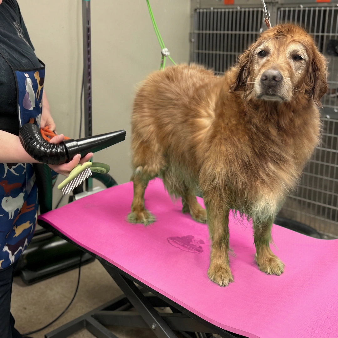 48"X24" Tuff Mat Pink by All For Groomers - Image 3