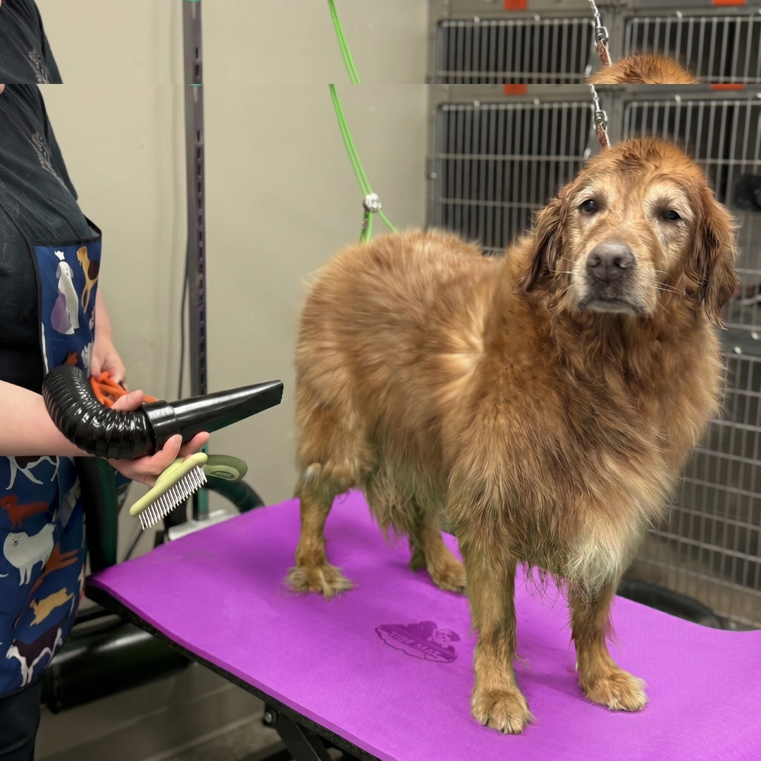 48"X24" Tuff Mat Purple by All For Groomers - Image 3