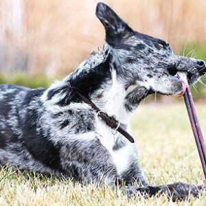 12" Bully Sticks Odor Free - 8 oz