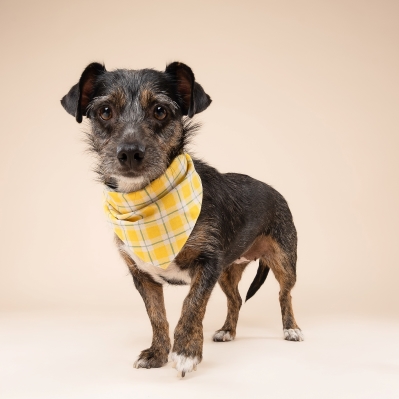 Birdie Dog Bandana - Image 4