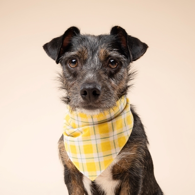 Birdie Dog Bandana - Image 3