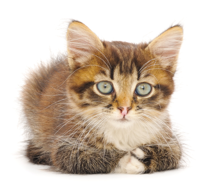 JUST CATS