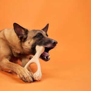 BetterBone Chew Toy - Venison
