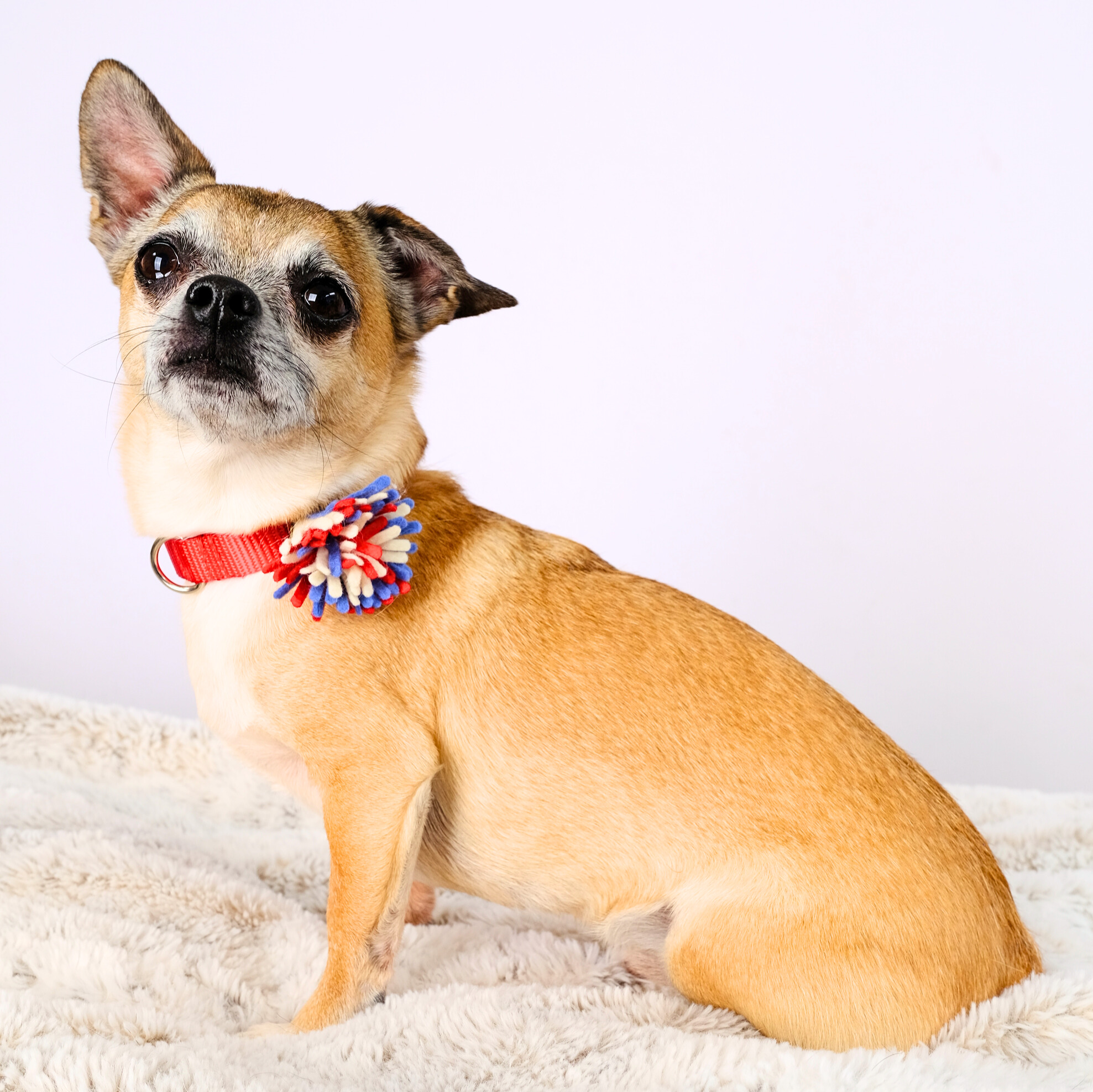 Firework | Fourth of July Dog Collar Accessory - Image 4