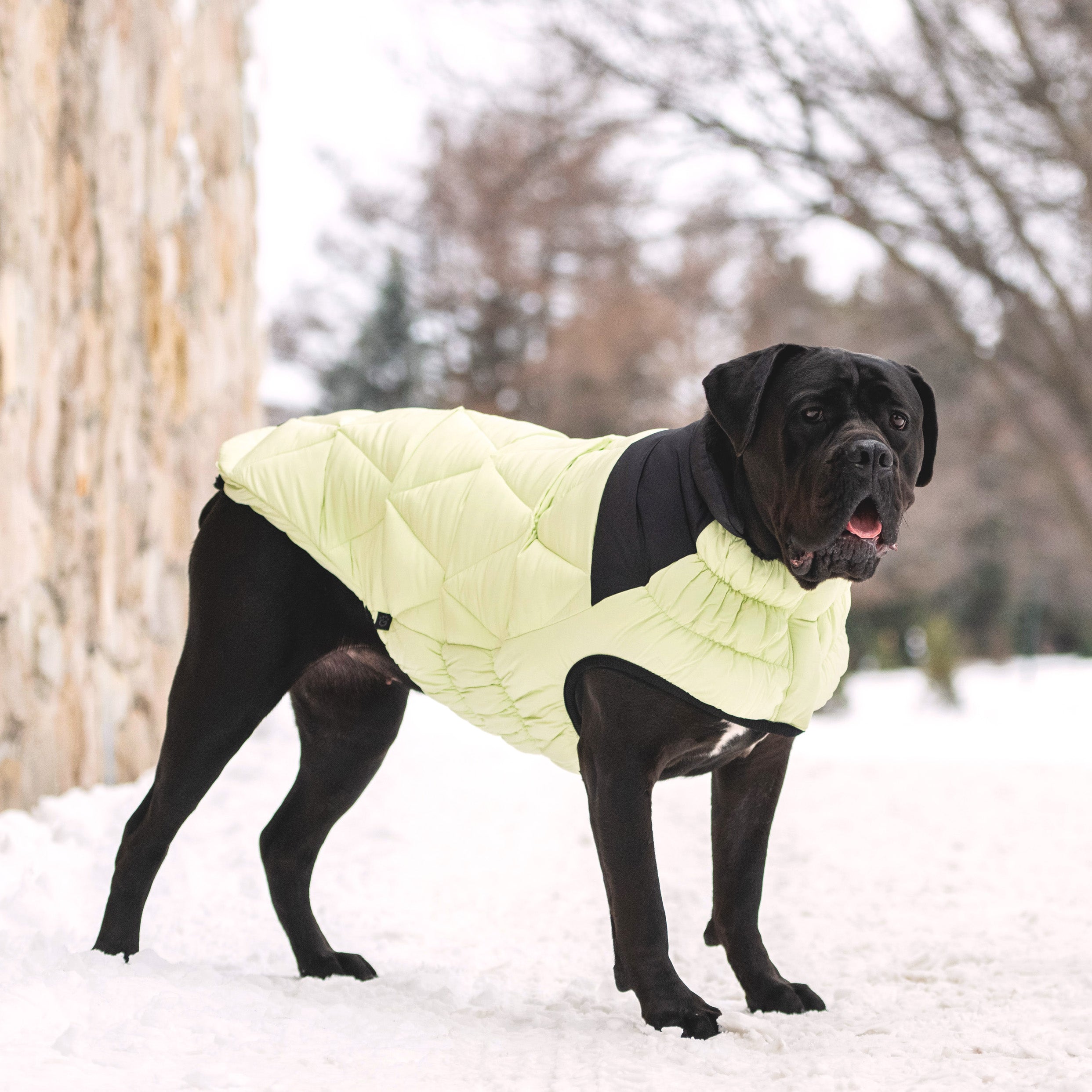 Diamond Puffer - Image 13