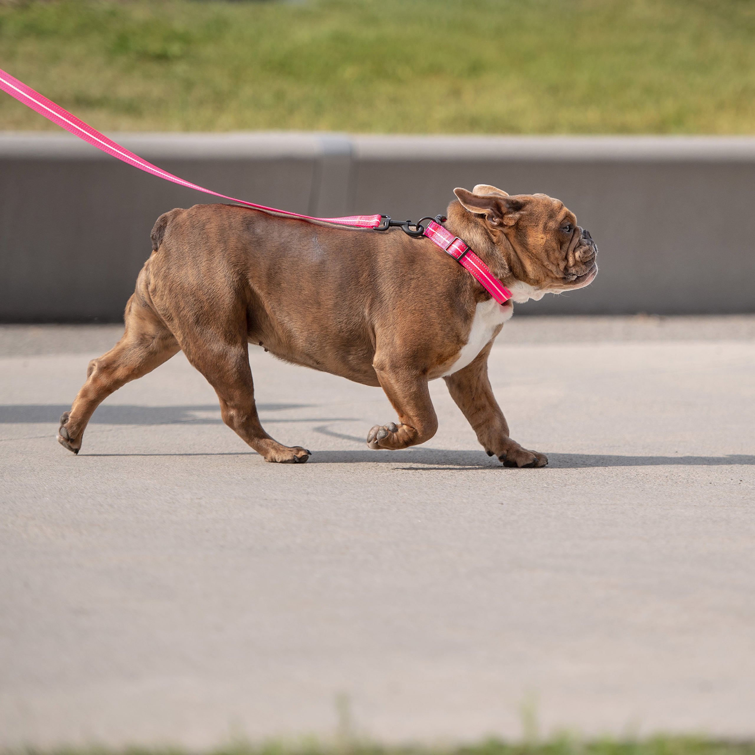 Reflective Collar - Neon Pink - Image 2