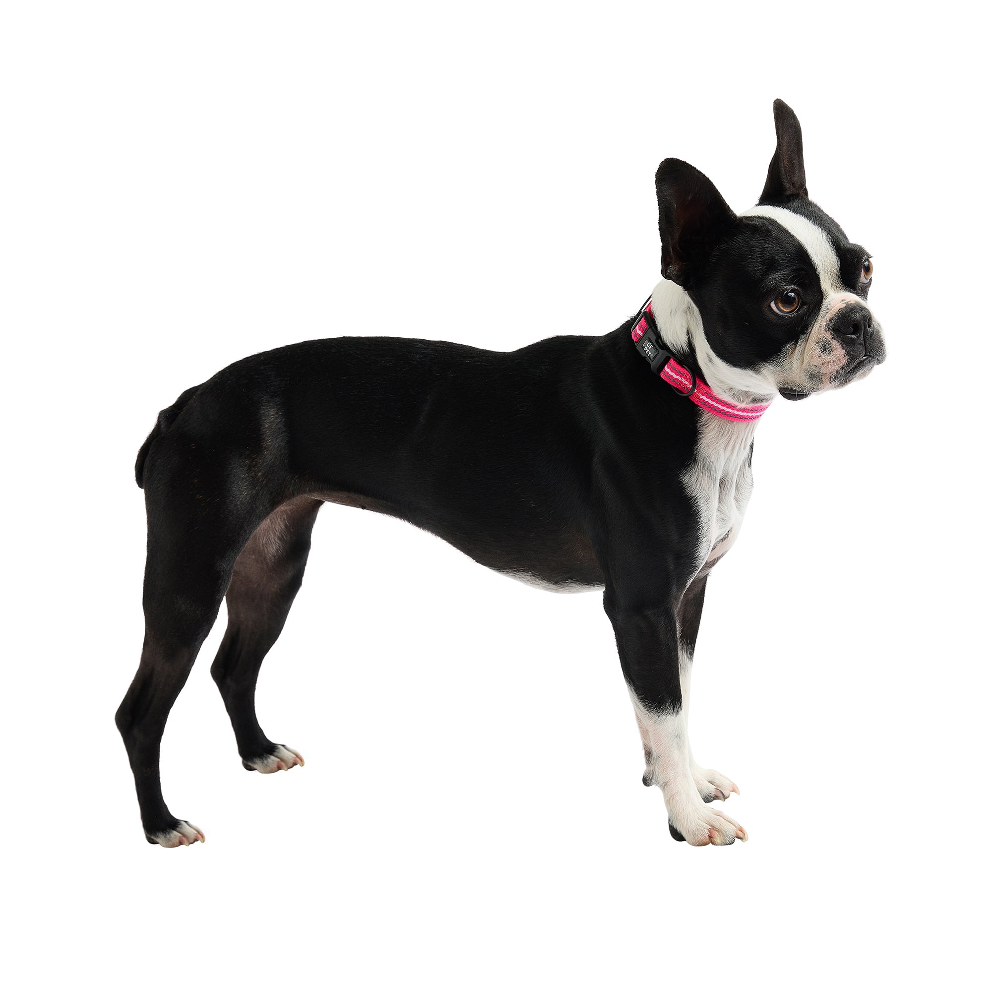 Reflective Collar - Neon Pink - Image 3