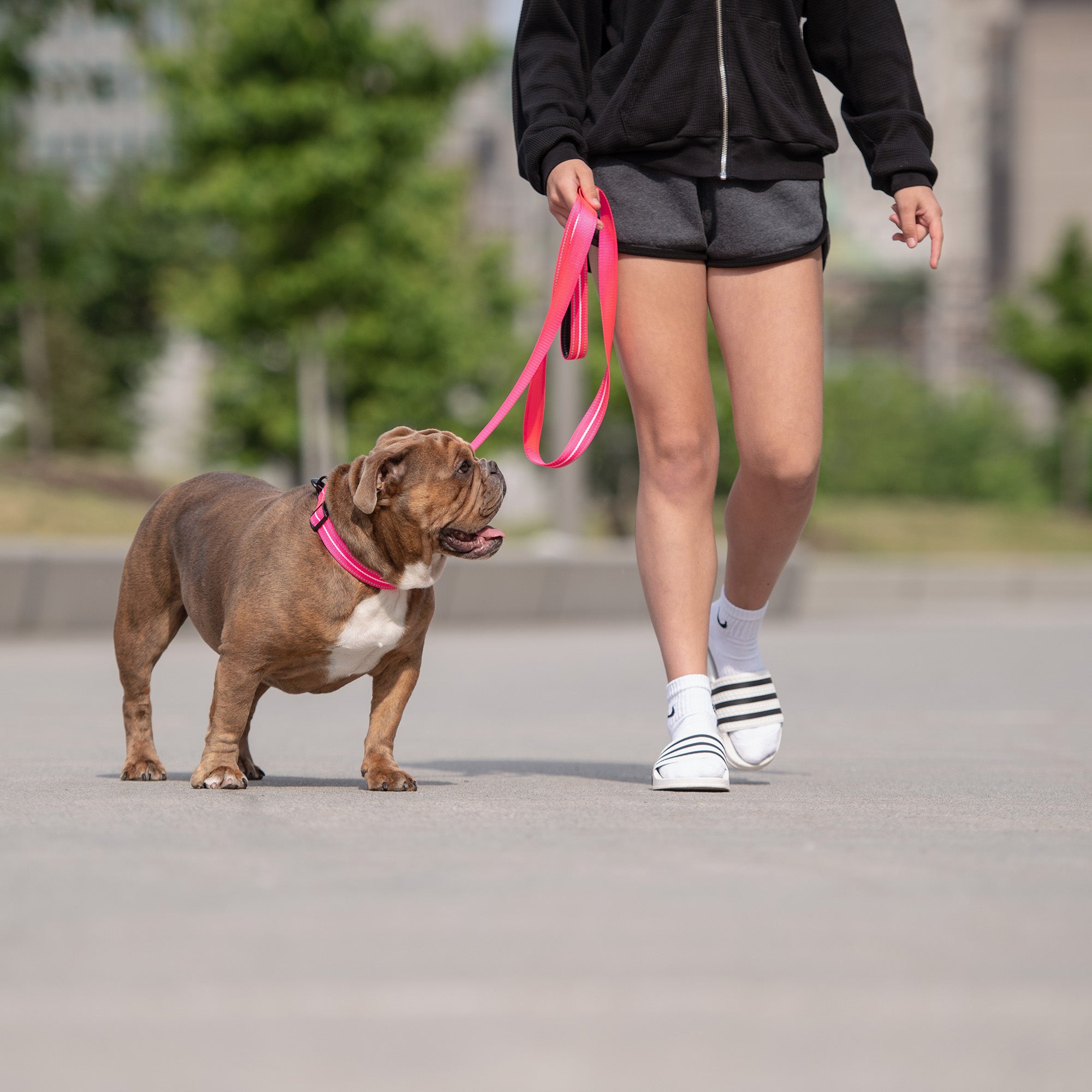 Reflective Collar - Neon Pink - Image 4