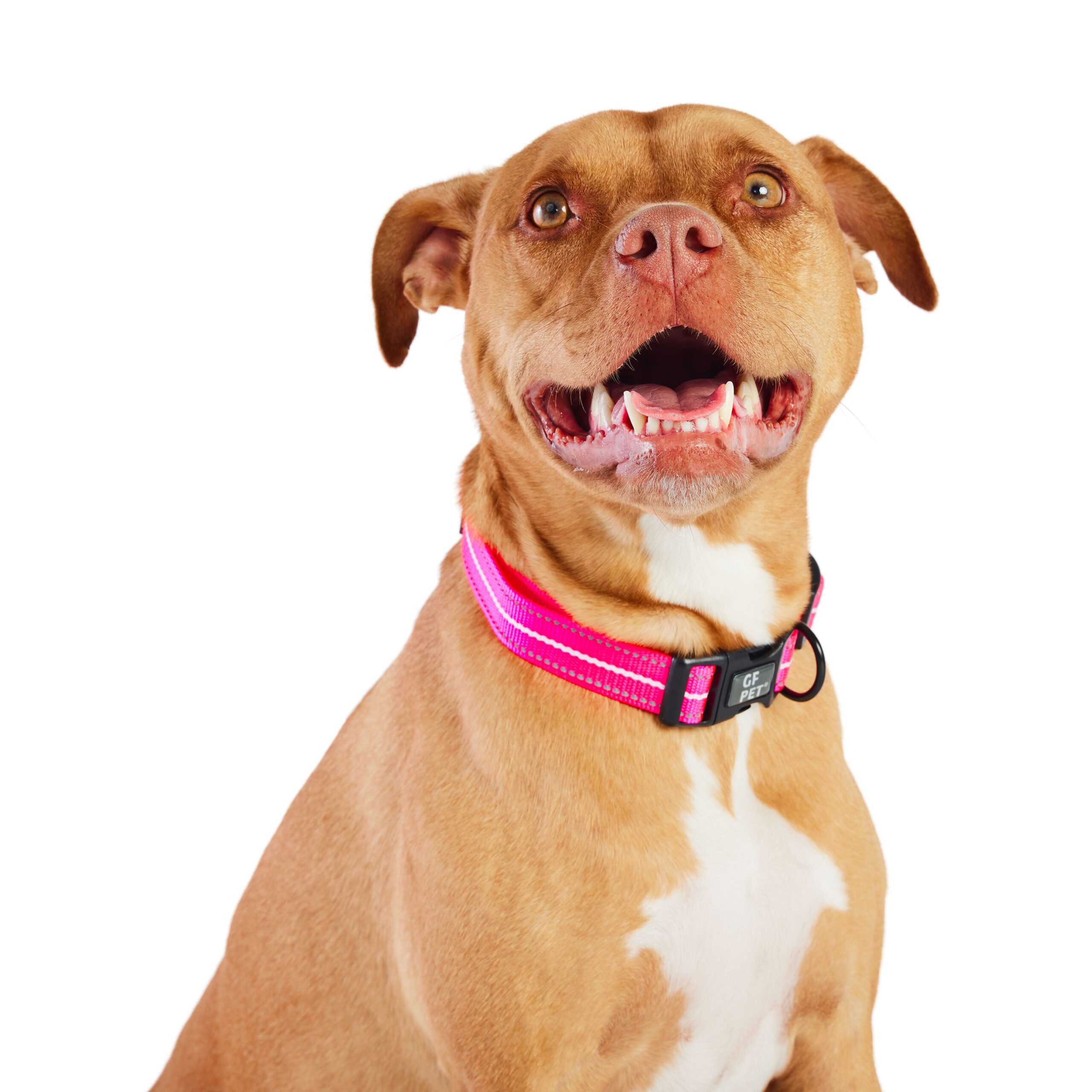 Reflective Collar - Neon Pink - Image 5