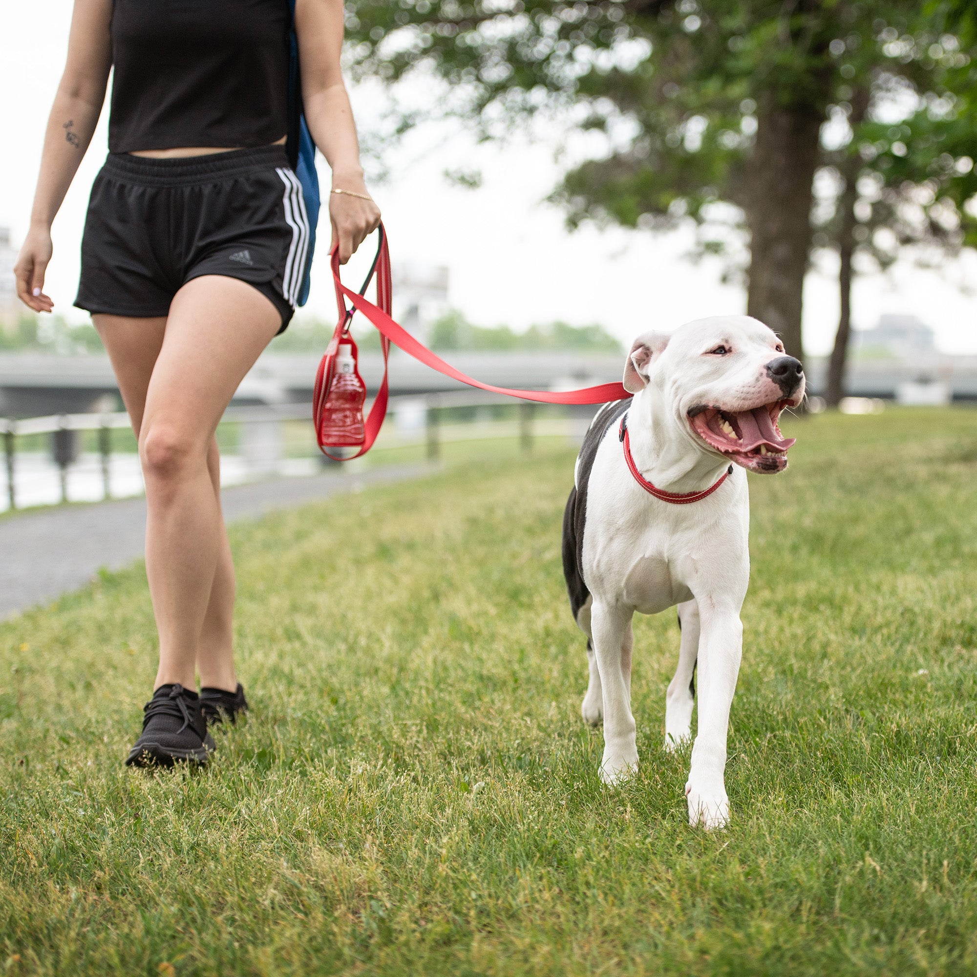 Reflective Collar - Red - Image 3