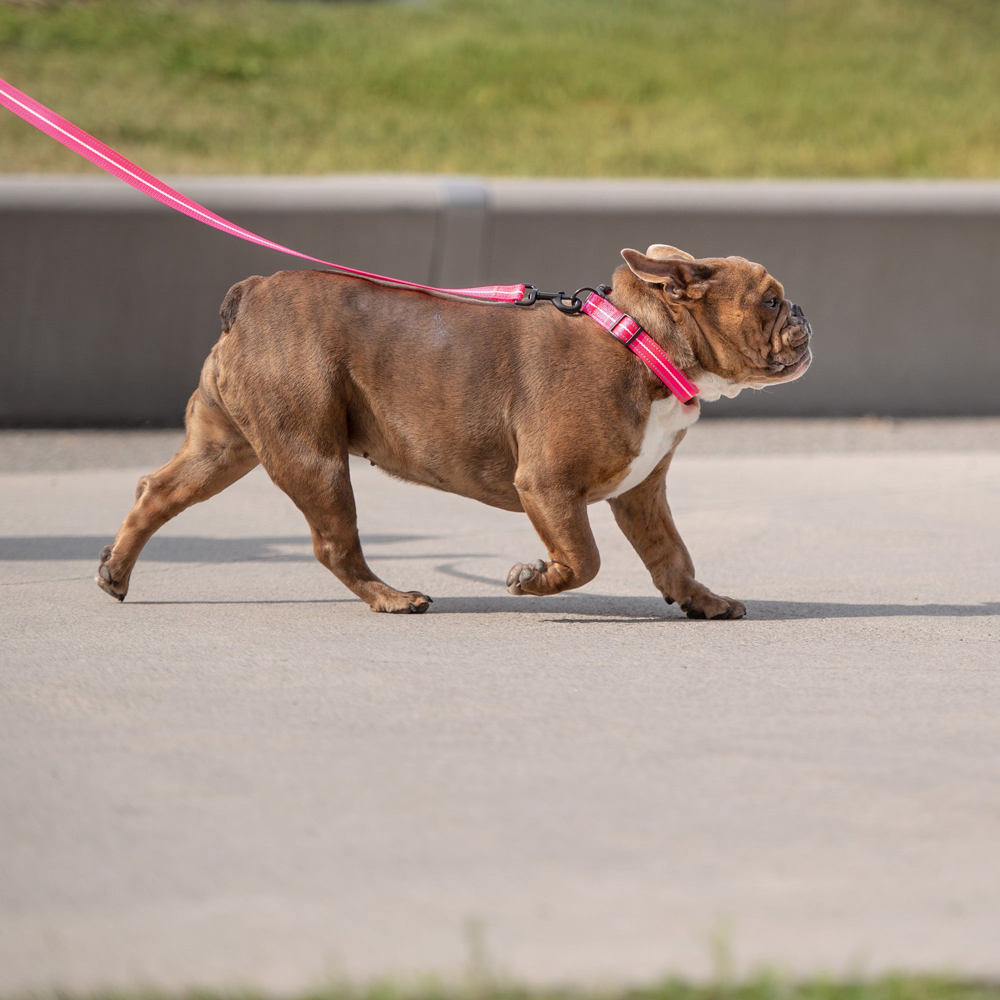 Reflective Leash - Neon Pink - Image 3
