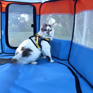 The Feline Fun House - Portable Cat Play Tent