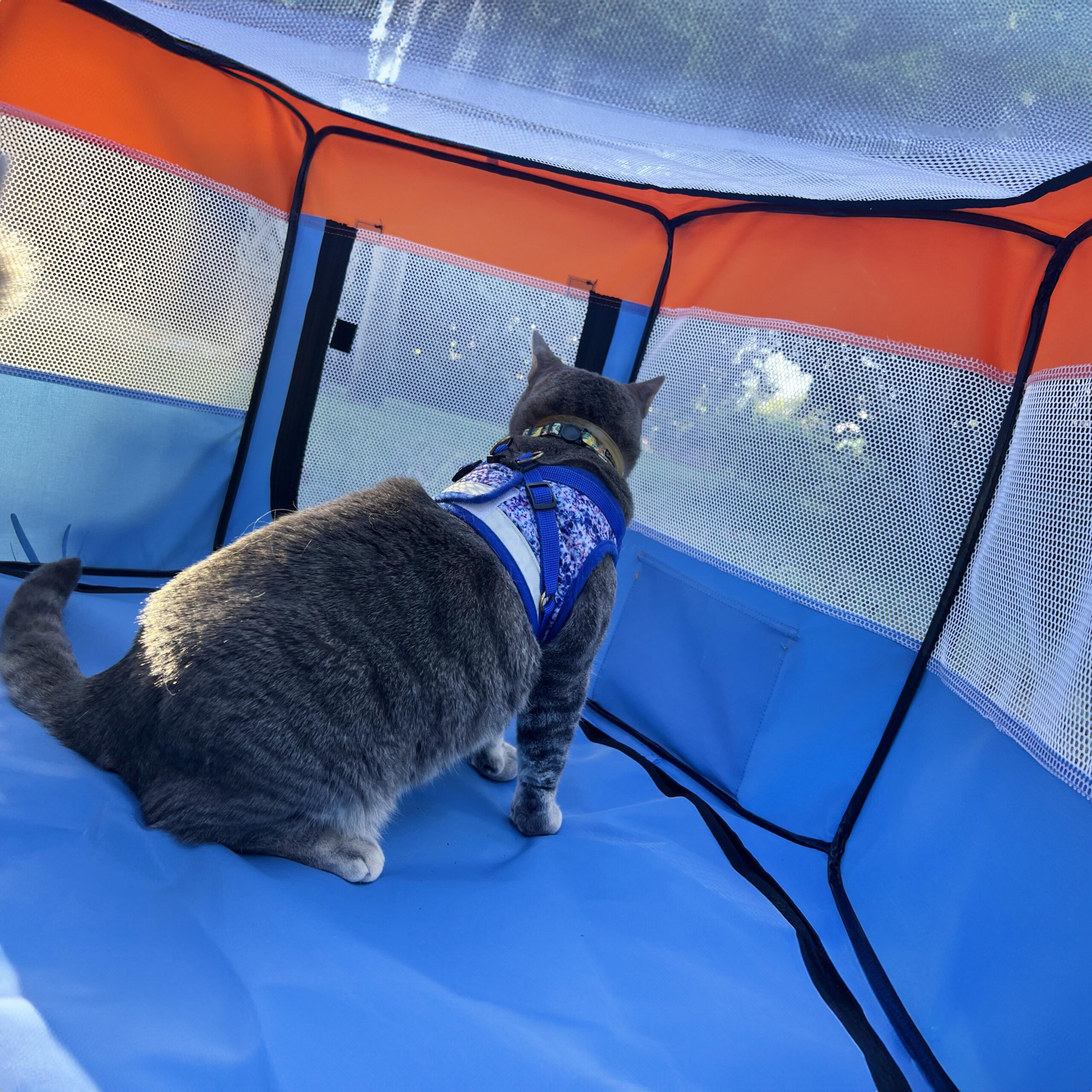 The Feline Fun House - Portable Cat Play Tent - Image 14