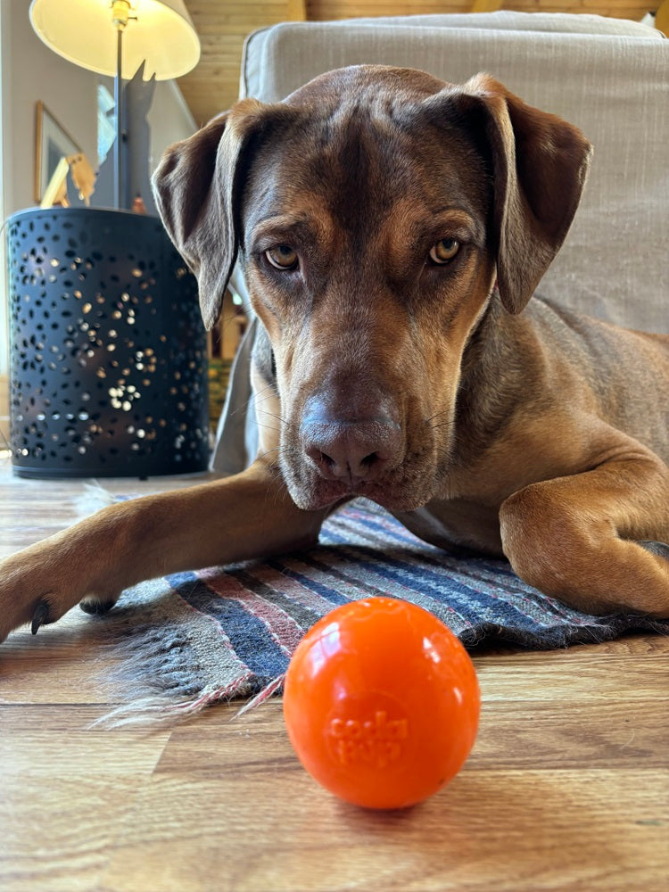 SodaPup Squeak Ball Durable Squeaky Dog Toy, Floats, Chew Toy | USA Made