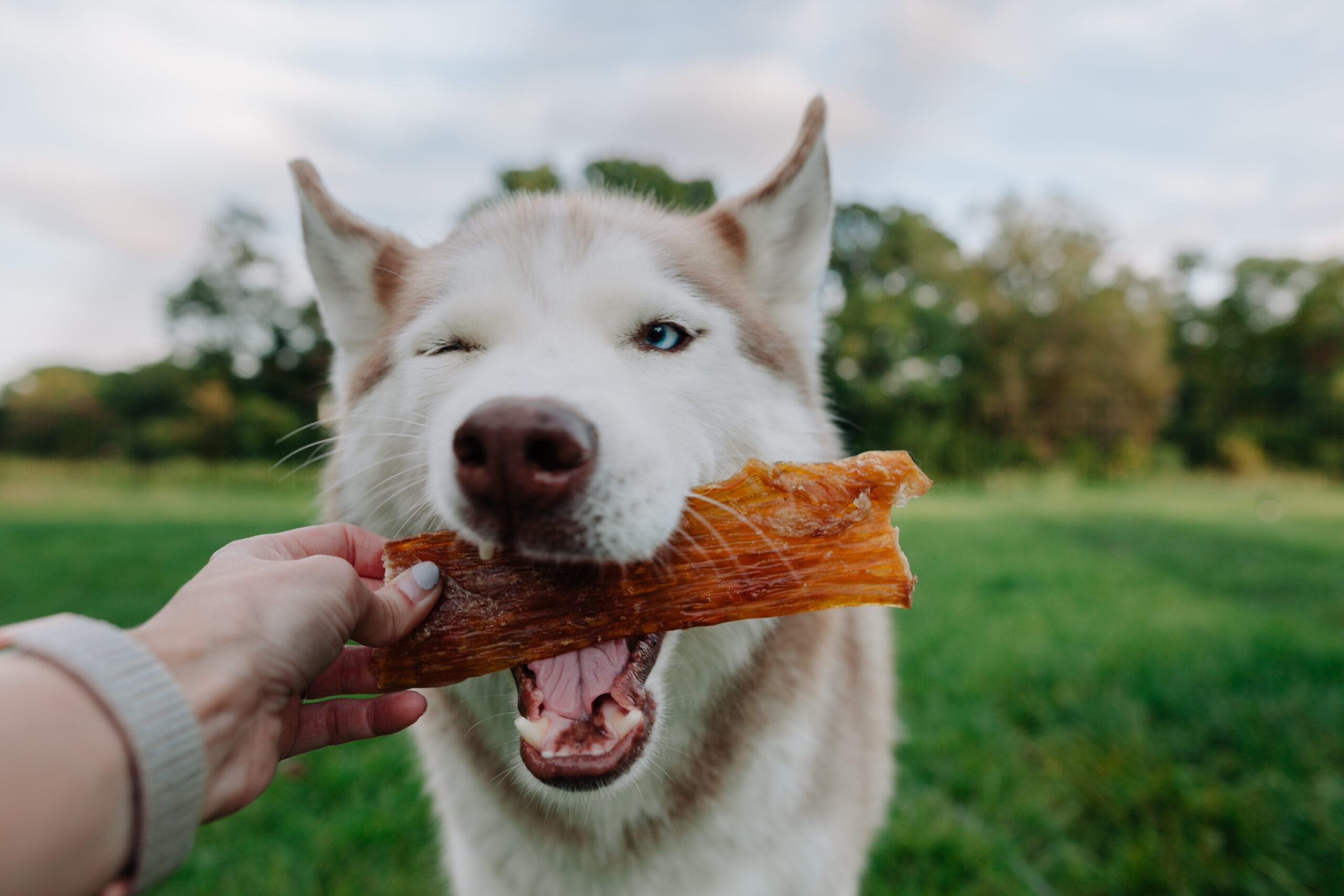 Bulk Chews
