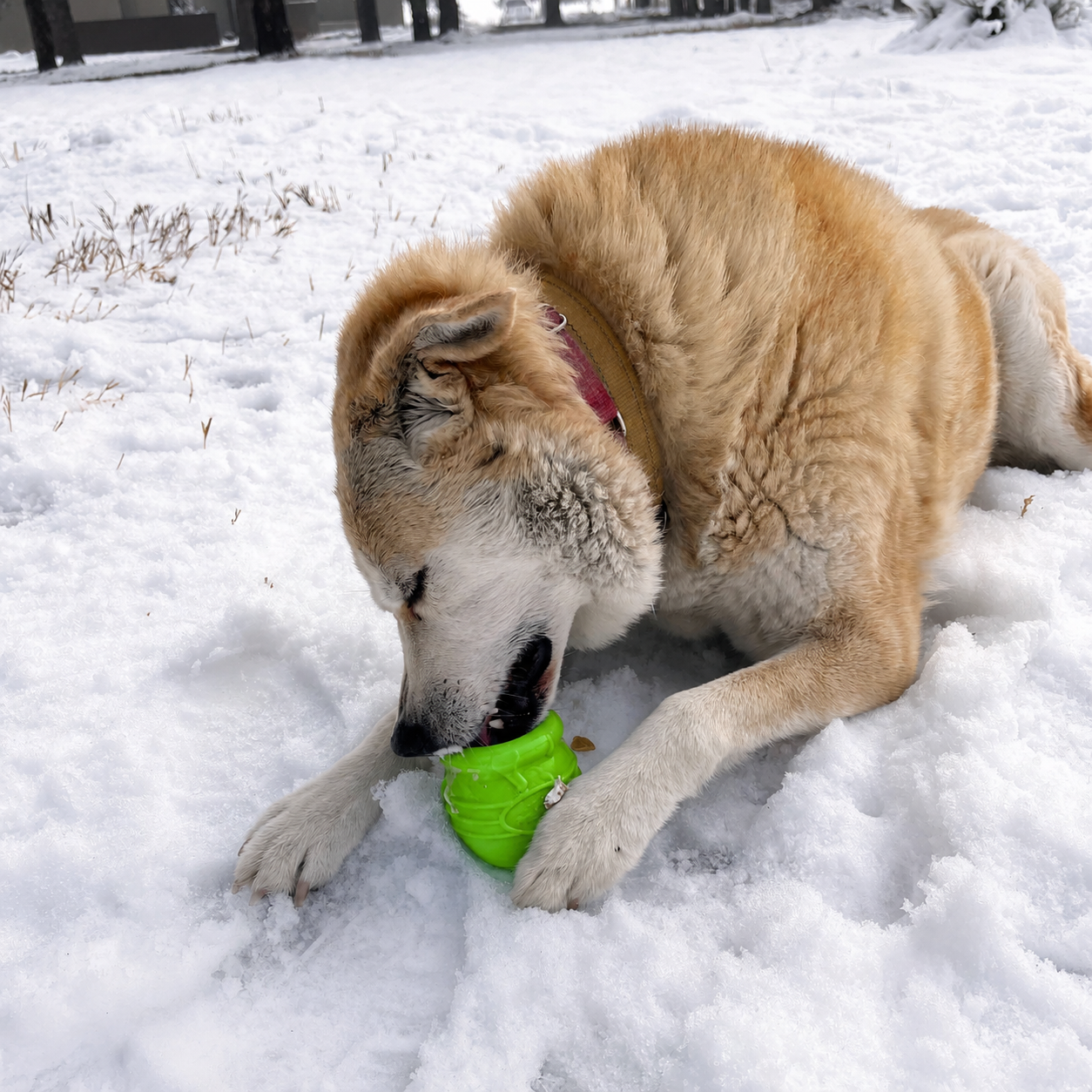 SodaPup Honey Pot Dog eCup Treat Dispenser | Durable PUP-X Rubber Enrichment Toy USA Made Limited Edition Apple Green
