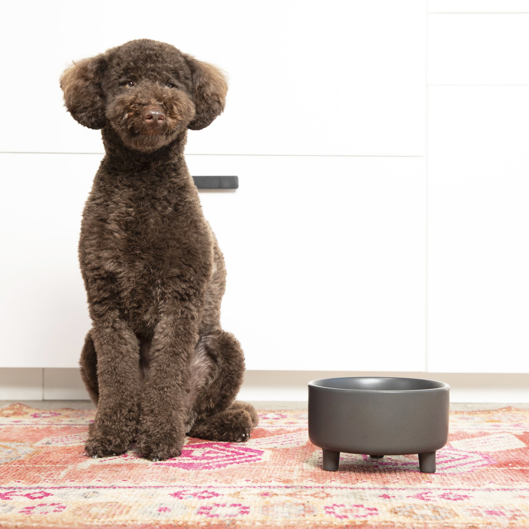 Uplift Bowl Ceramic Dog Bowl - Waggo
