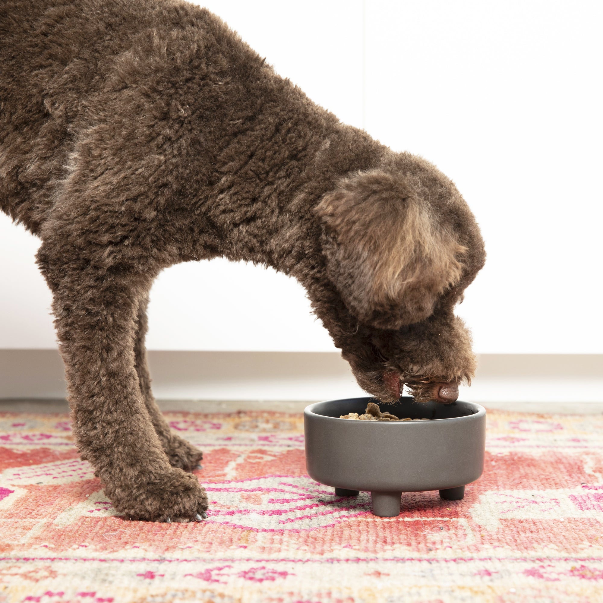 Uplift Bowl Ceramic Dog Bowl - Waggo