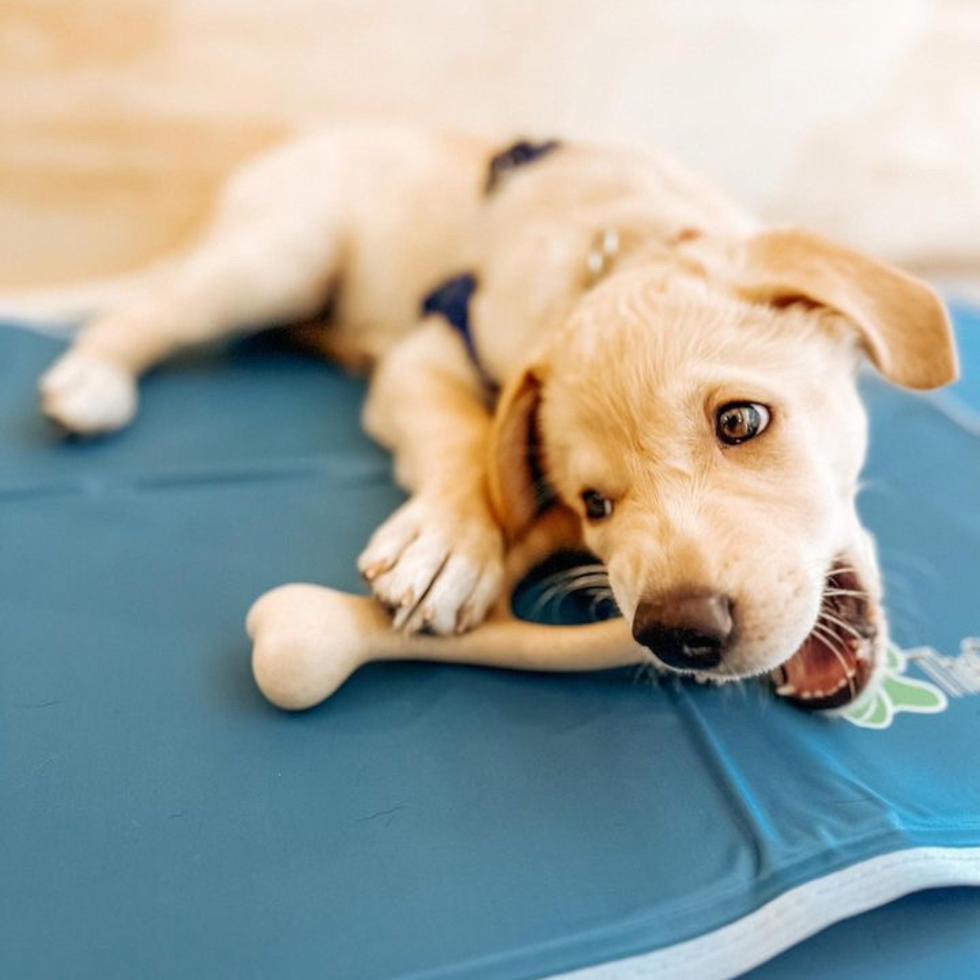 BetterBone LIGHT Chew Toy - Image 4