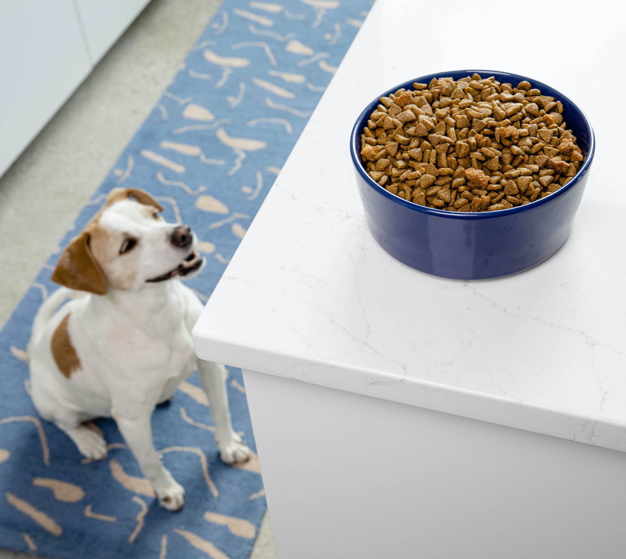 Simple Solid Bowl - Waggo
