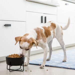 Simple Solid Bowl + Dog Bowl Stand - Waggo 