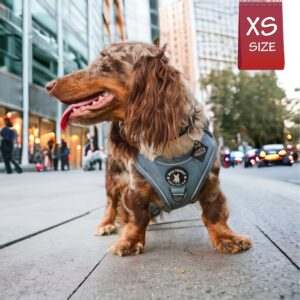Dog Harness and Leash - Dachshund wearing Downtown Denim Dog Harness - standing on sidewalk with urban background - Wag Trendz