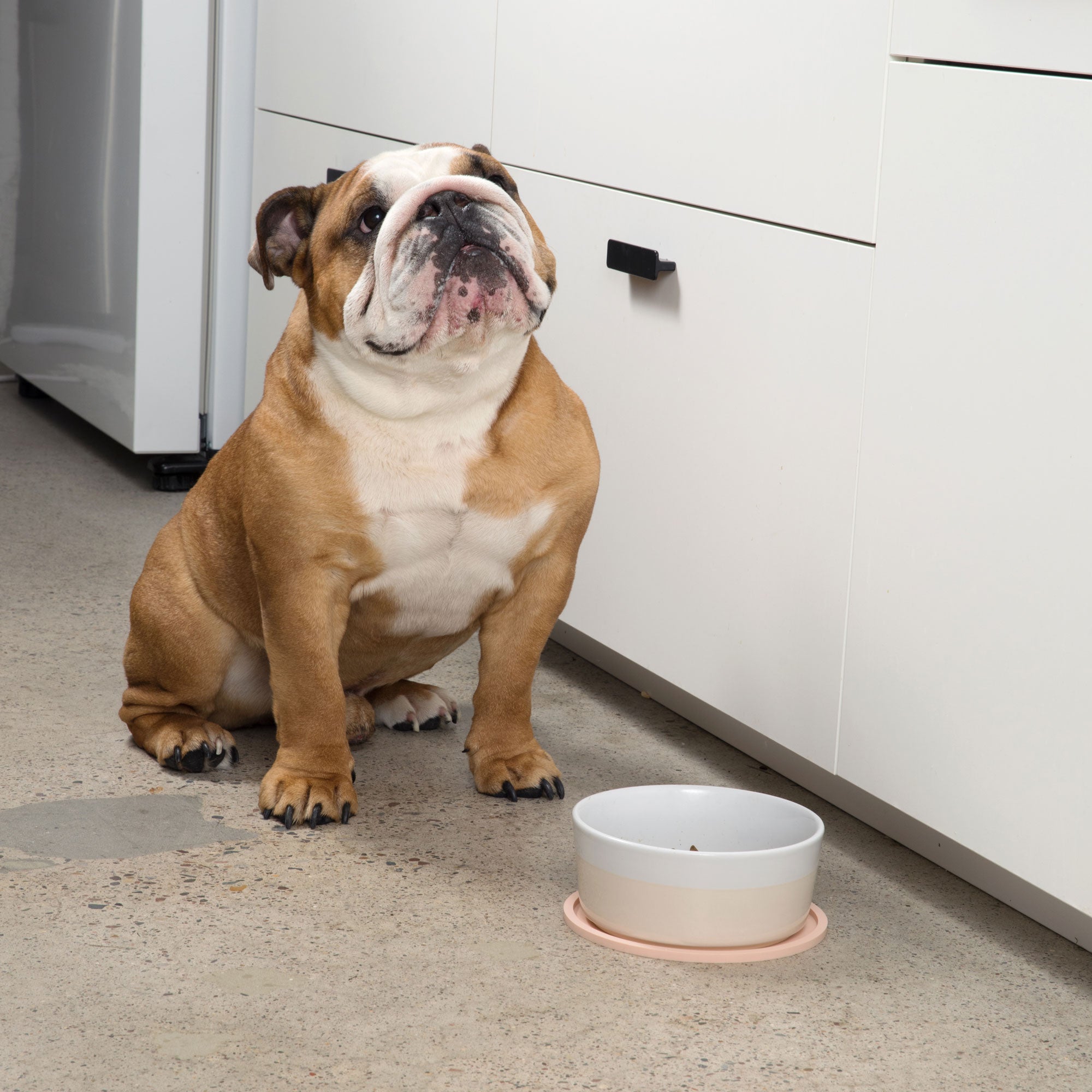 Habit Circle Dog Placemat - Set of 2 - Waggo