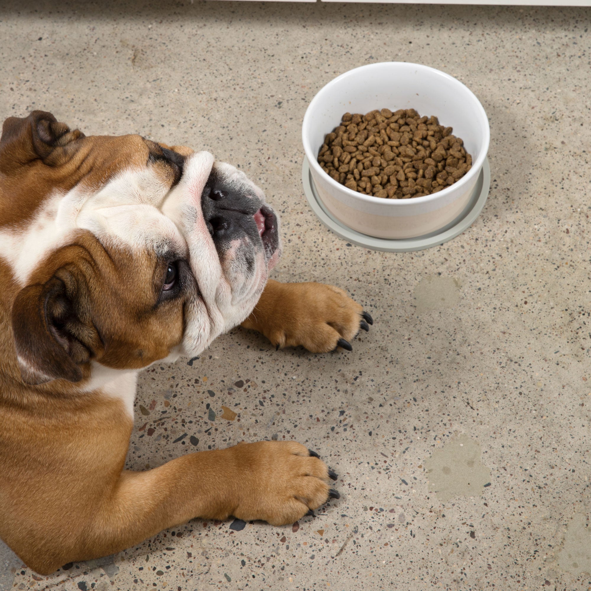 Habit Circle Dog Placemat - Set of 2 - Waggo