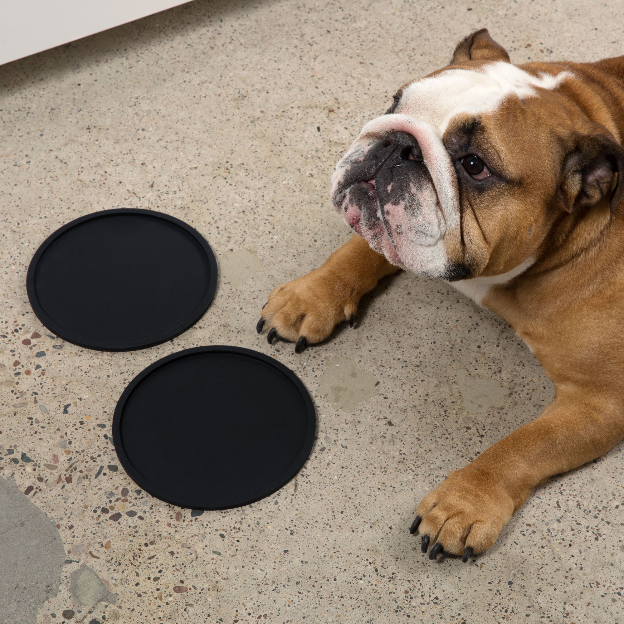 Habit Circle Dog Placemat - Set of 2 - Waggo