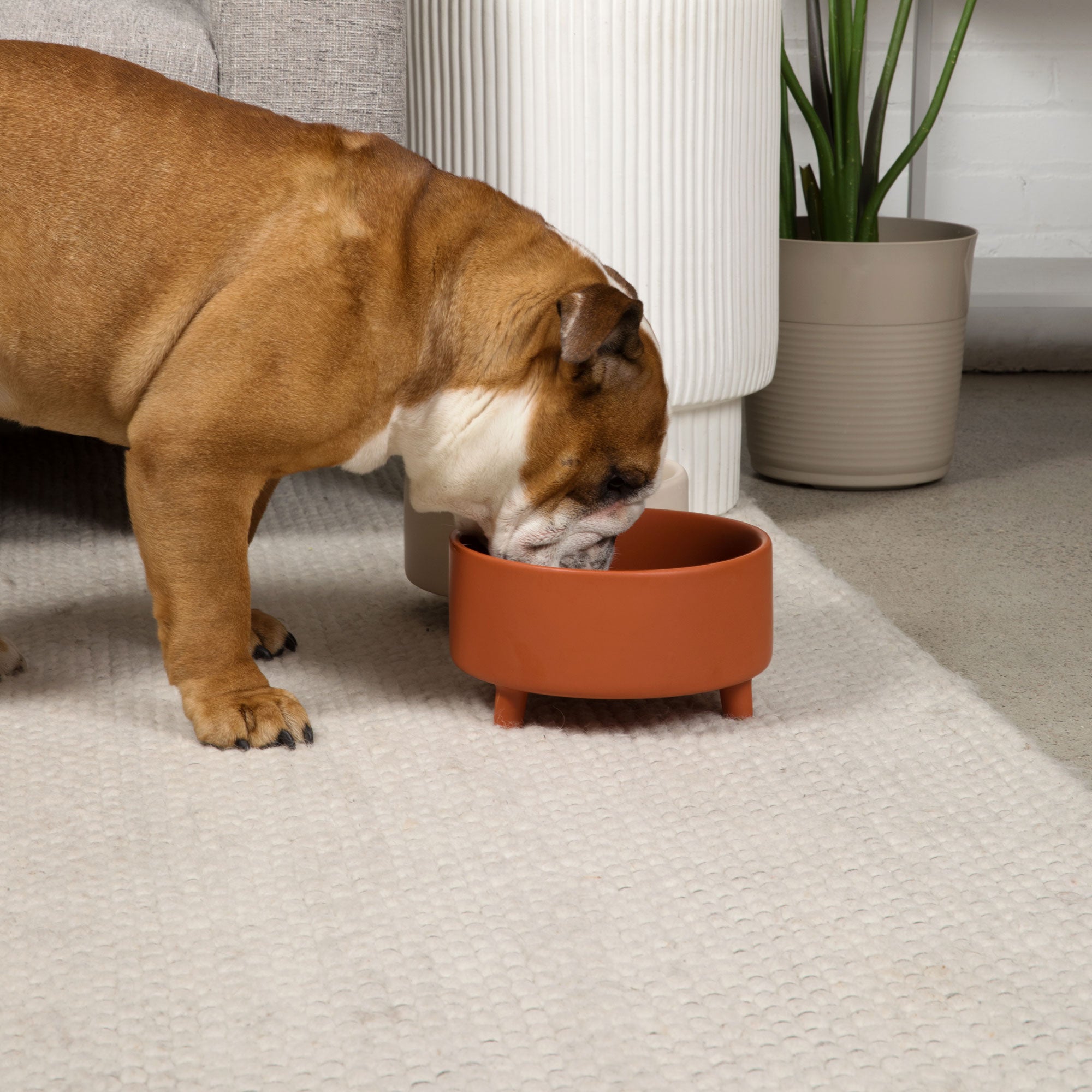 Uplift Bowl Ceramic Dog Bowl - Waggo